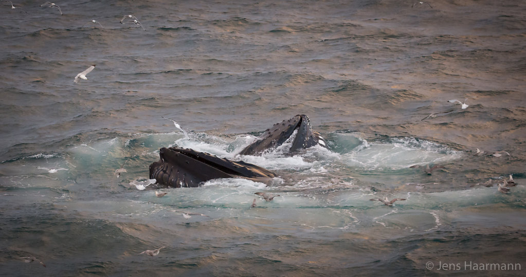 Buckelwale im Storfjorden