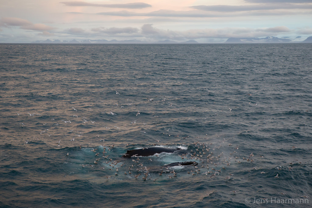 Buckelwale bei der Jagd