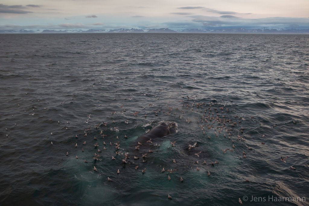 Buckelwale im Storfjorden bei der Jagd