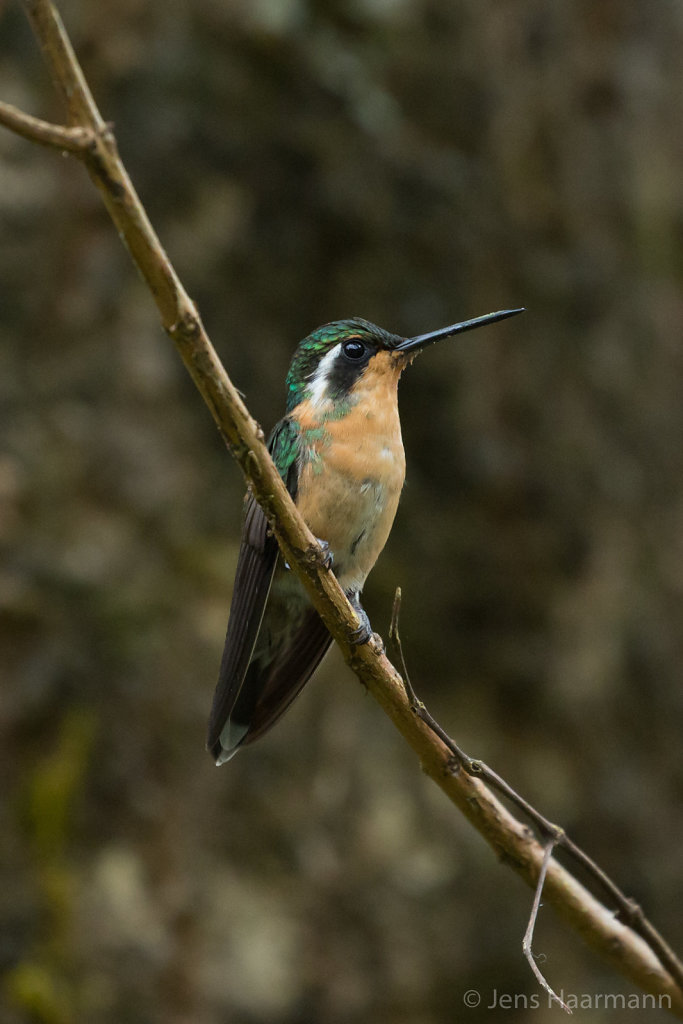 Kolibri - Purpurkehl-Nymphe (Weibchen)