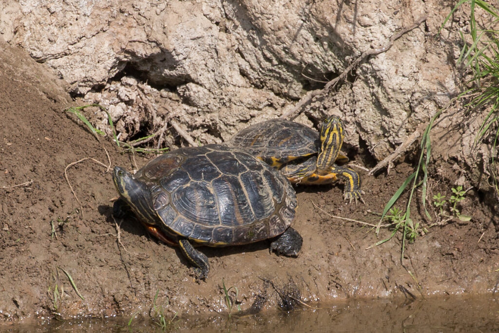 Langhalsschmuckschildkröten