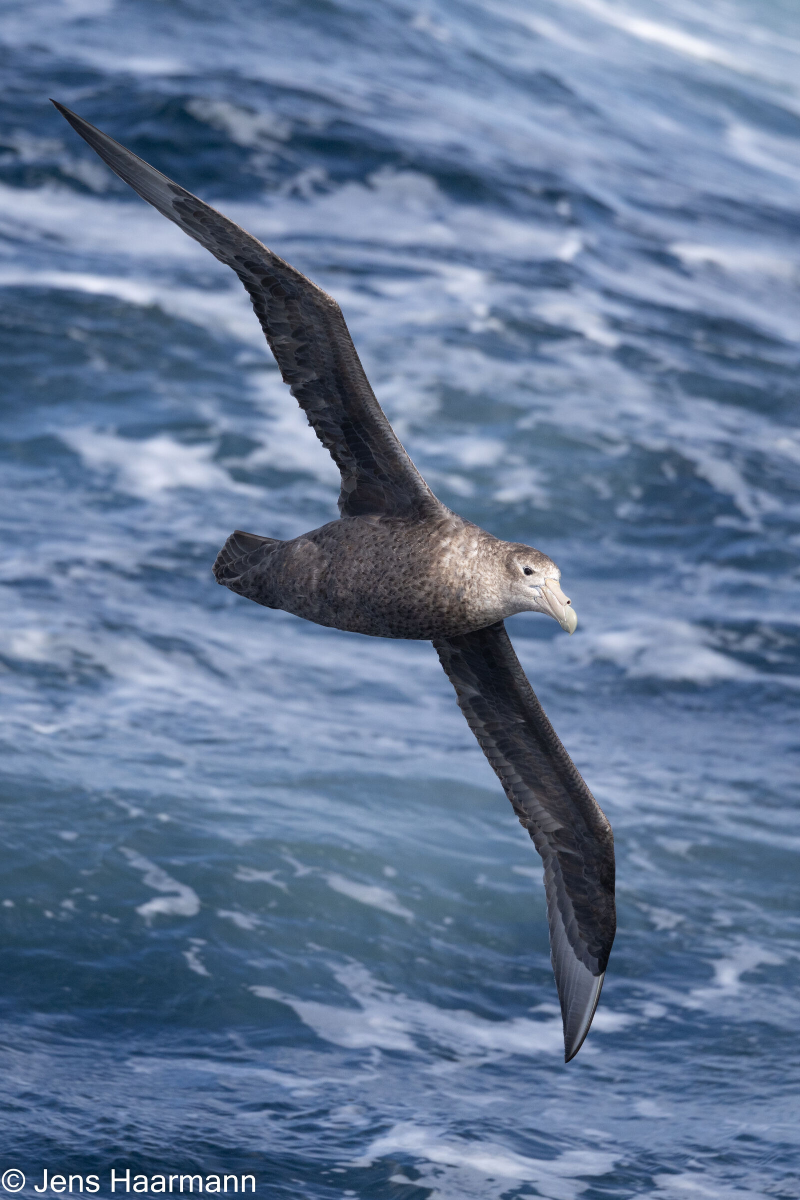 Südlicher Riesensturmvogel