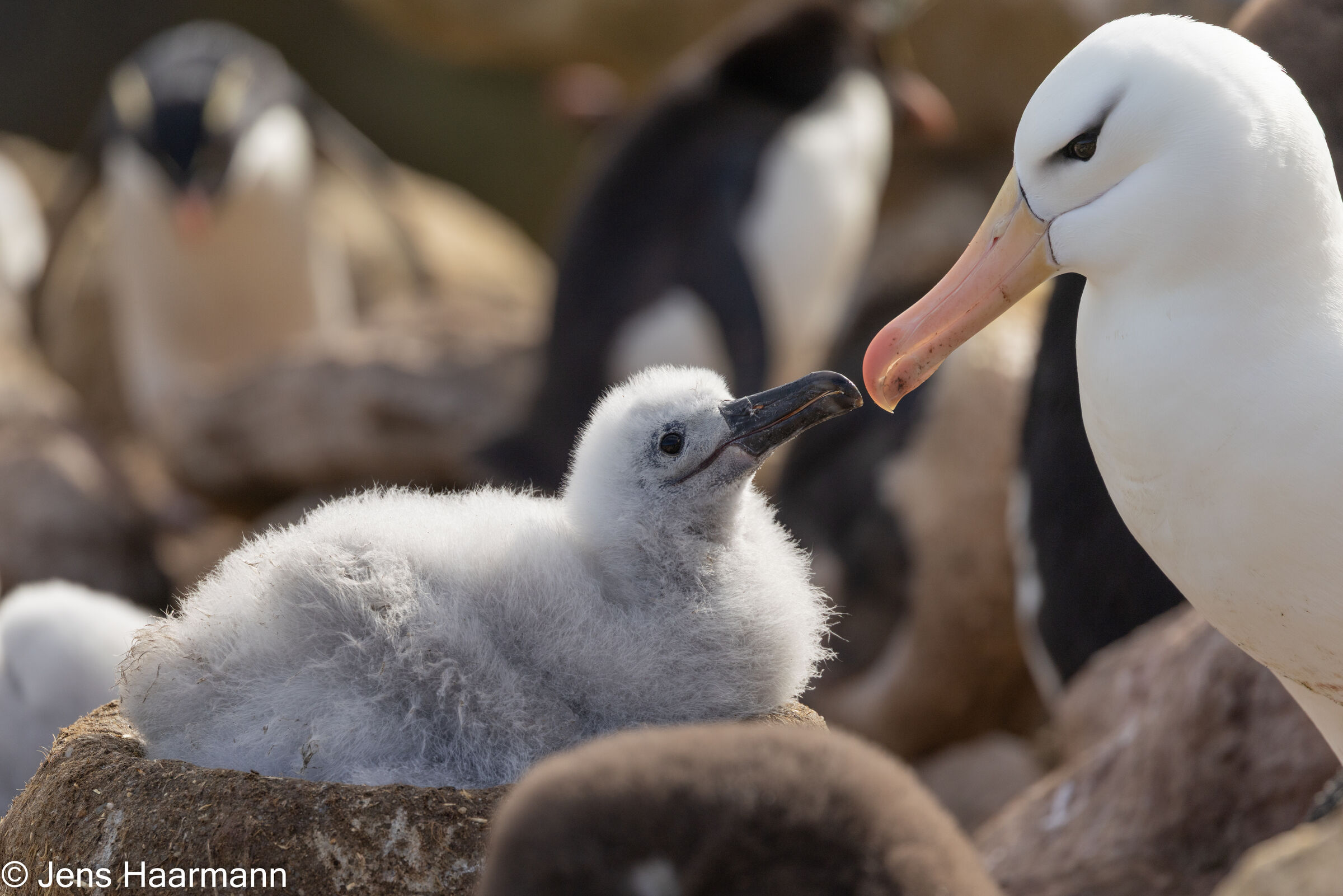 Schwarzbrauenalbatros-Küken