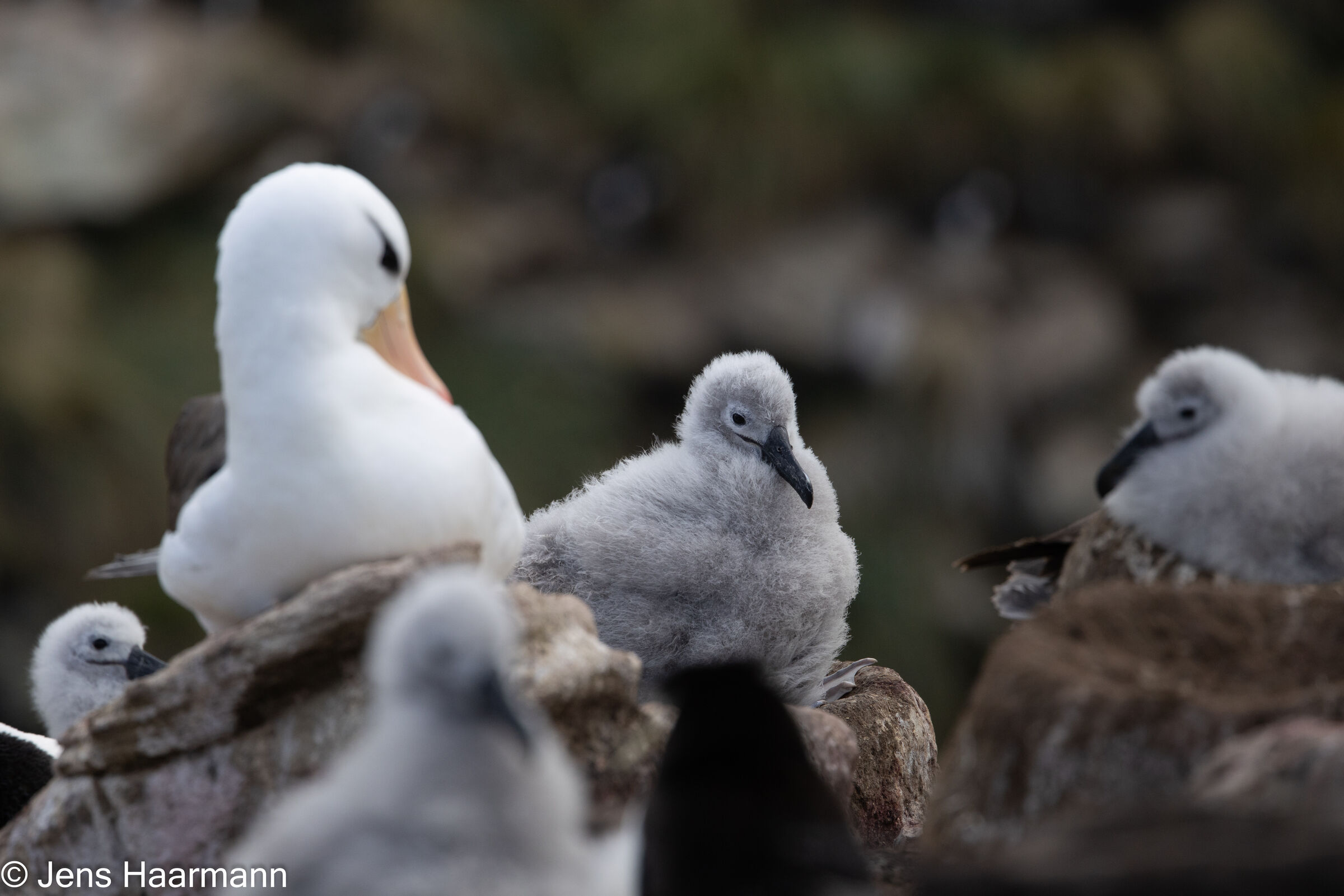 Schwarzbrauenalbatros-Küken
