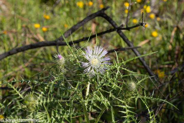 Distel