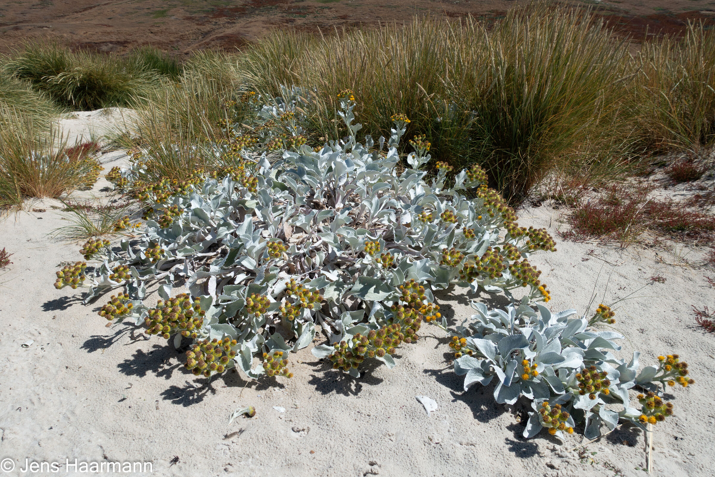 Silberfarbiges Greiskraut