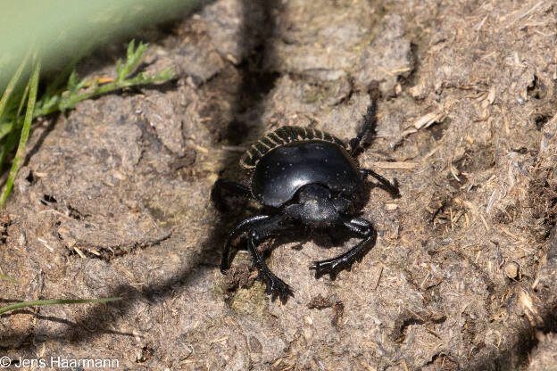 Scarabaeus
