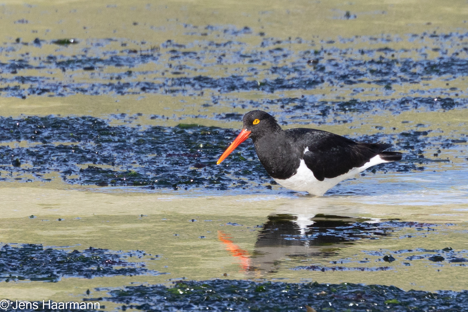 Magellan-Austernfischer