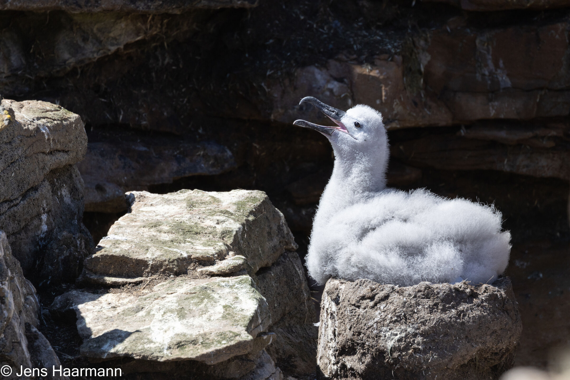 Schwarzbrauenalbatros-Küken