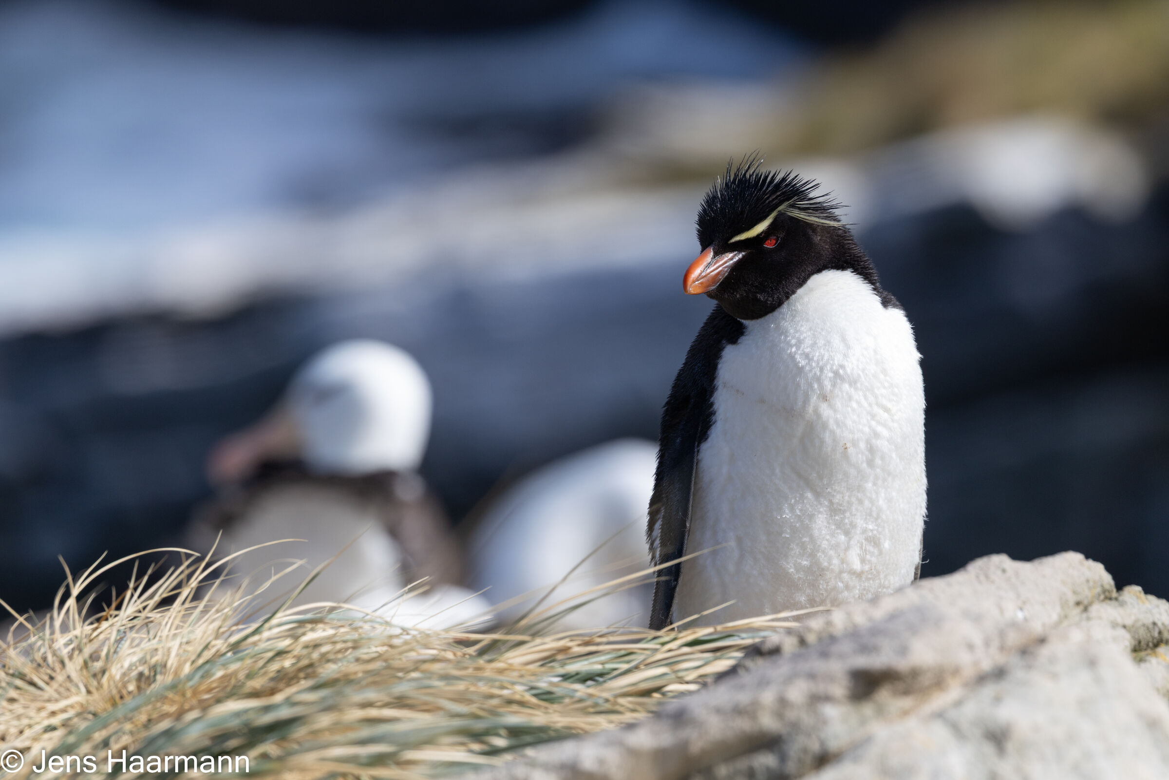 2026 Falklandinseln, Südgeorgien, Antarktische Halbinsel