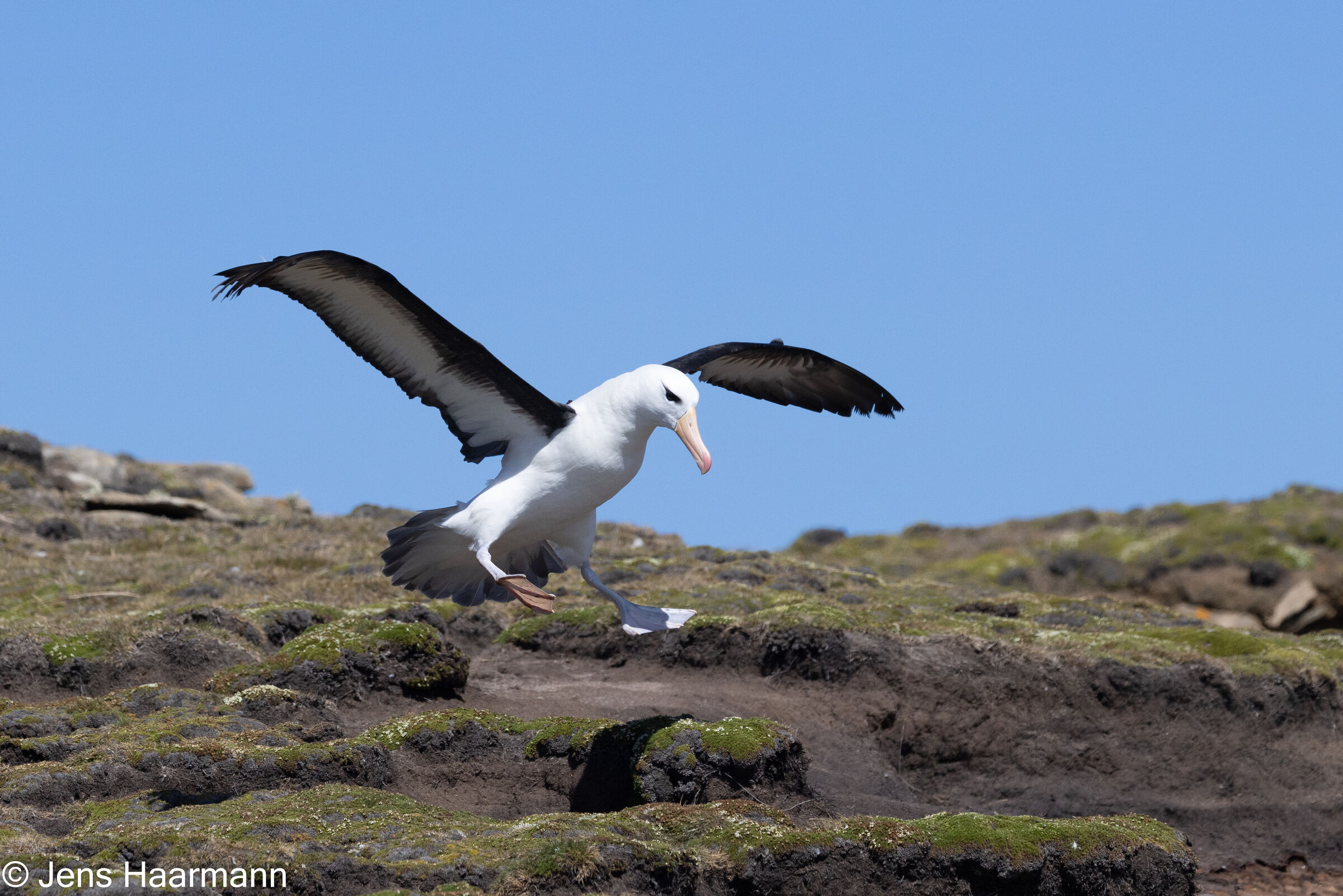 Schwarzbrauenalbatros beim Landeanflug