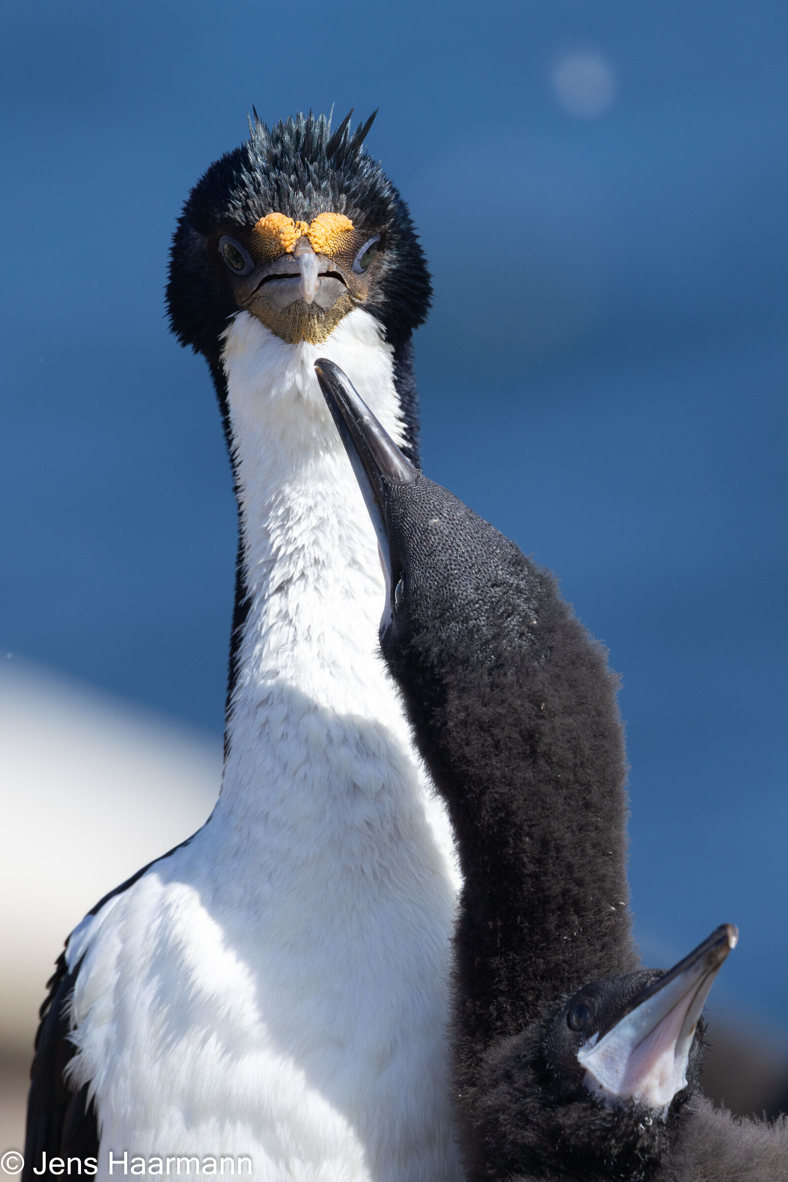 Blauaugenscharbe mit Küken