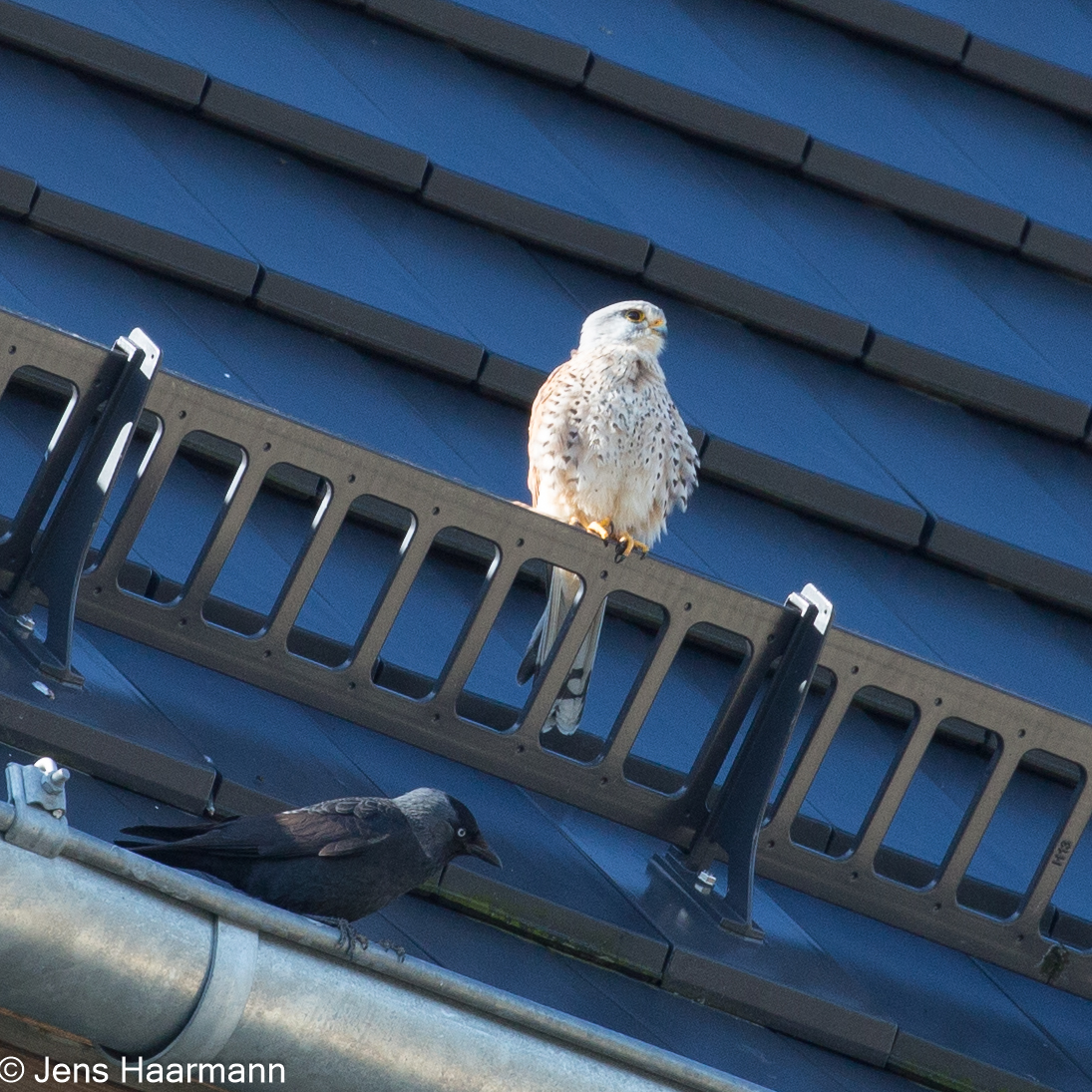 Junger Turmfalke und Dohle
