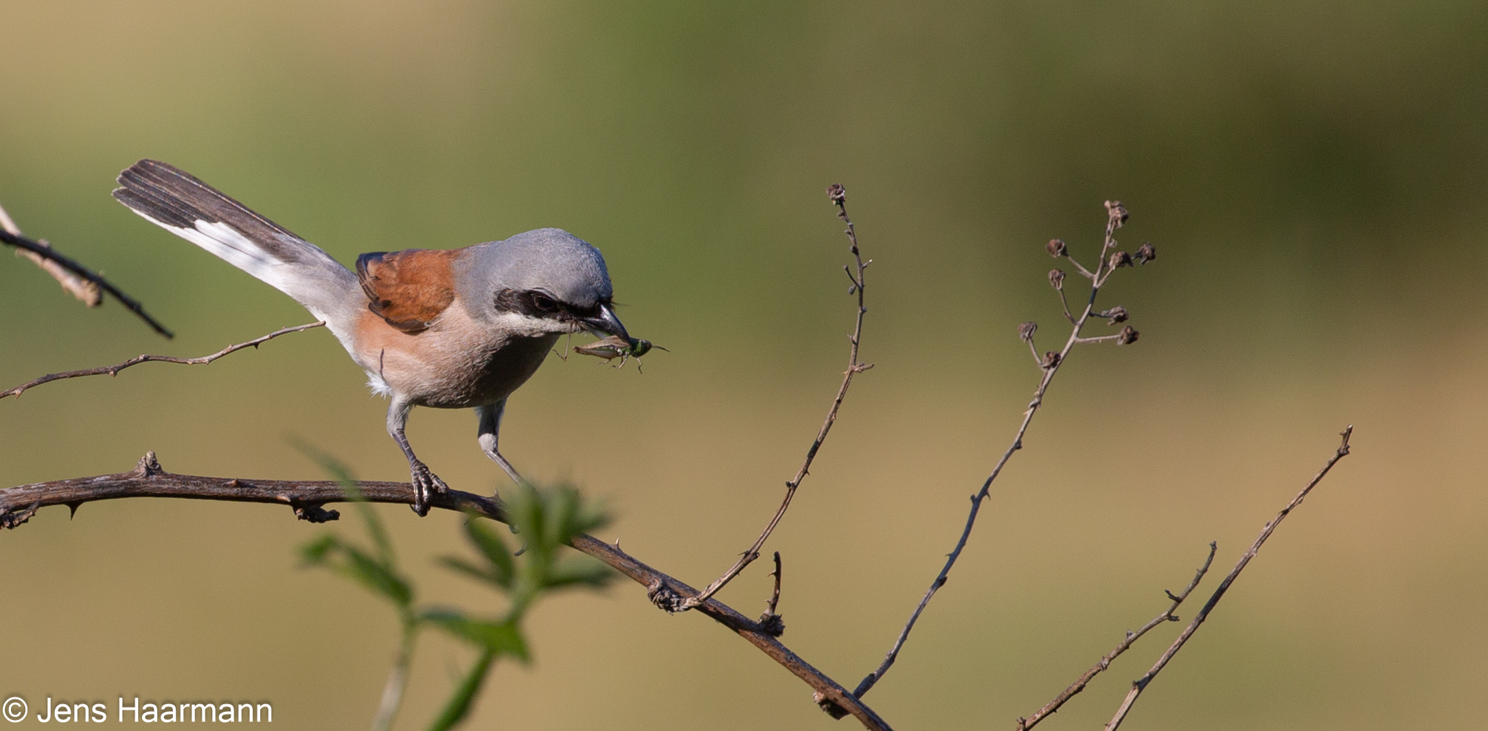 Neuntöter (Männchen)