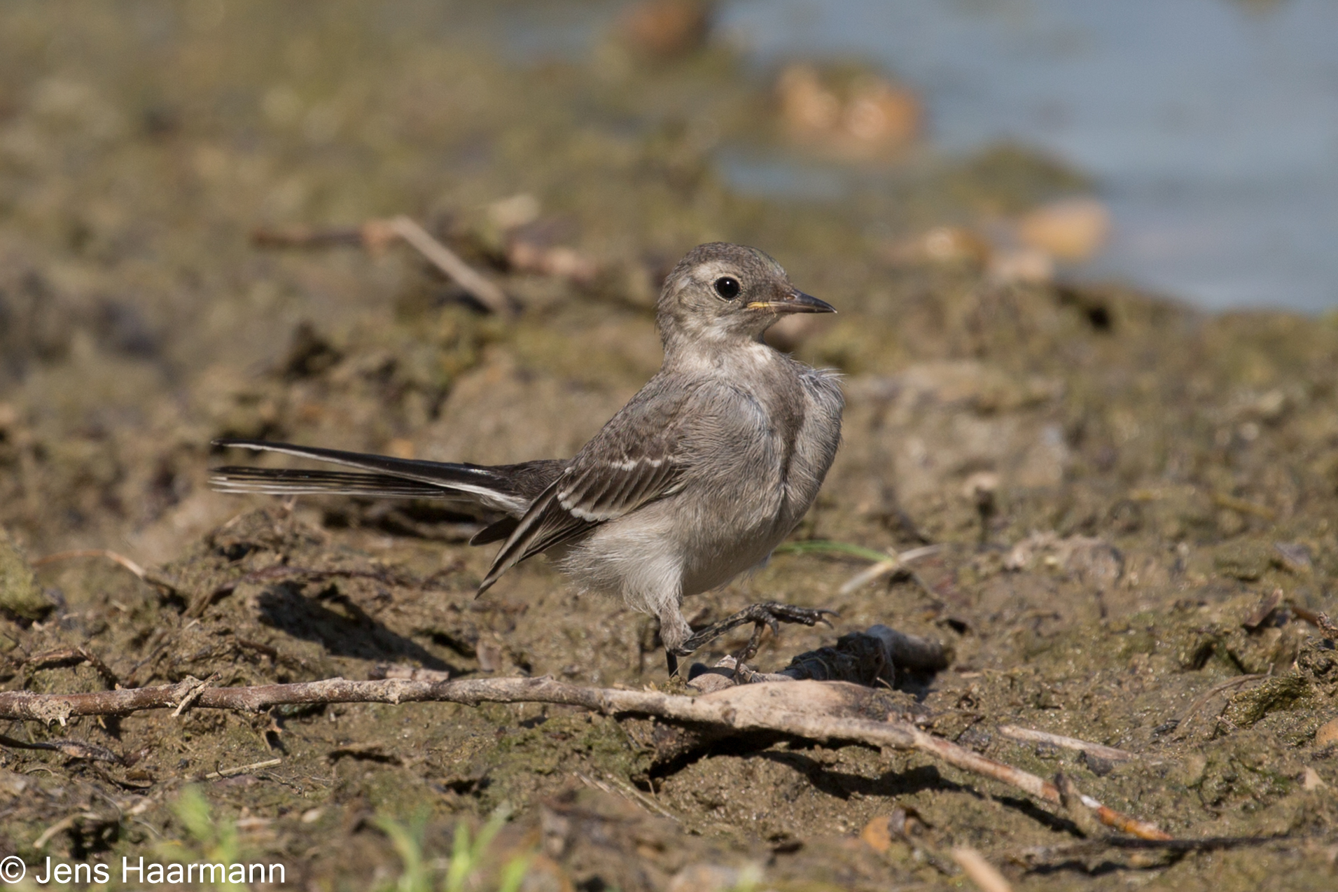 Bachstelze (Jungvogel)