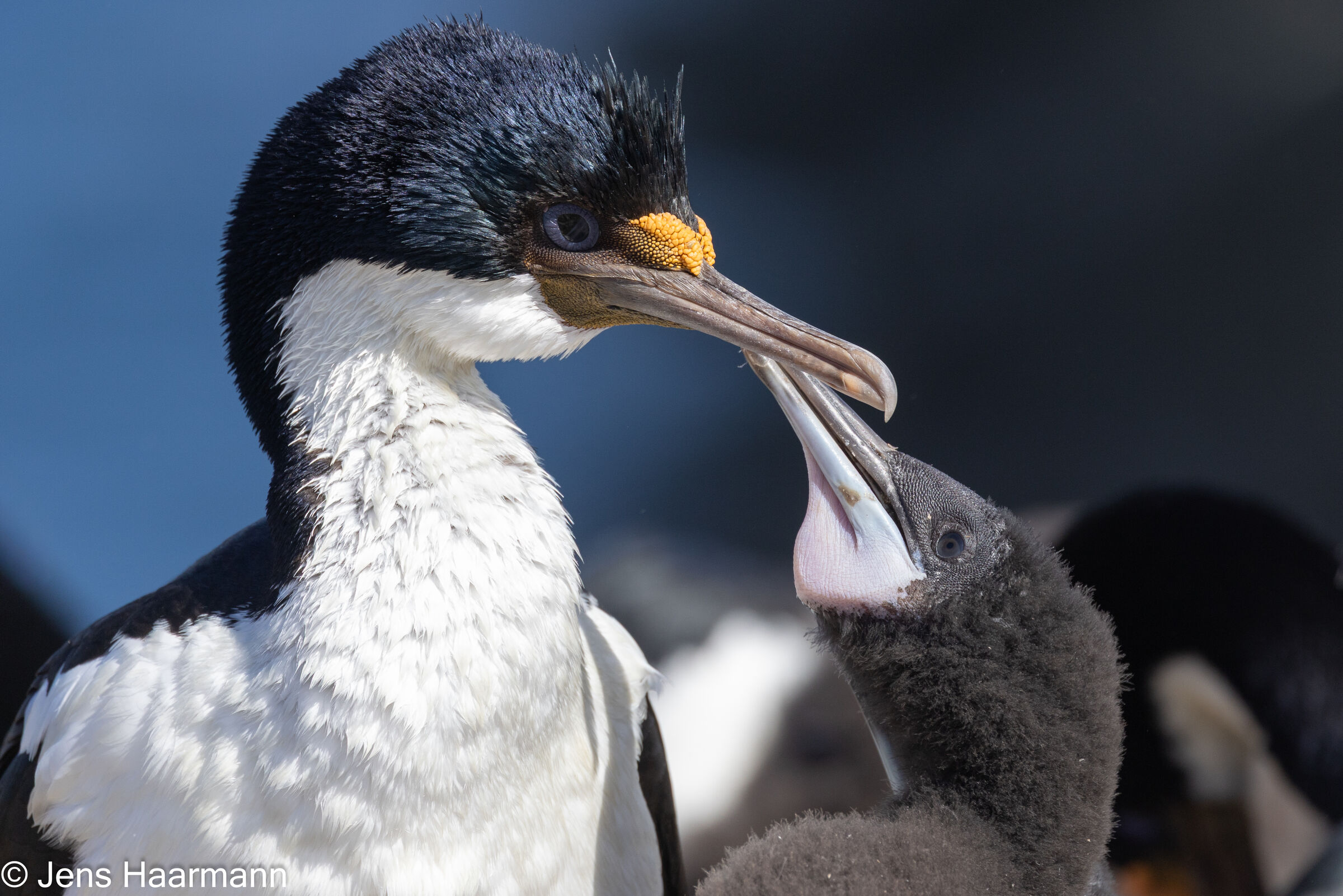 Blauaugenscharbe mit Küken
