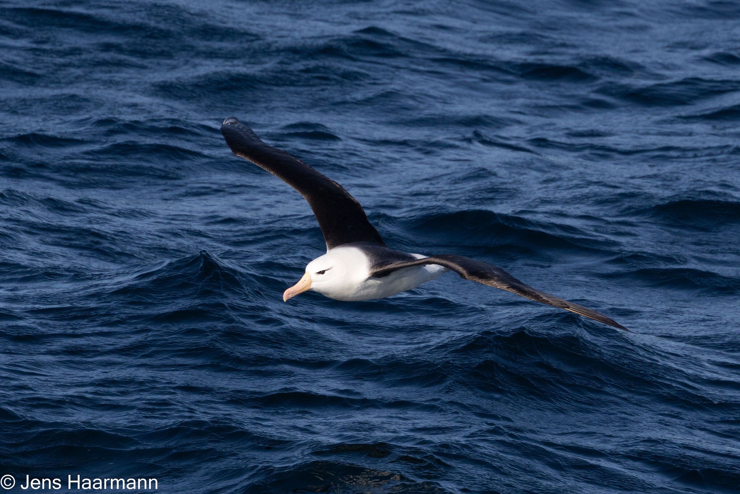 Schwarzbrauenalbatros