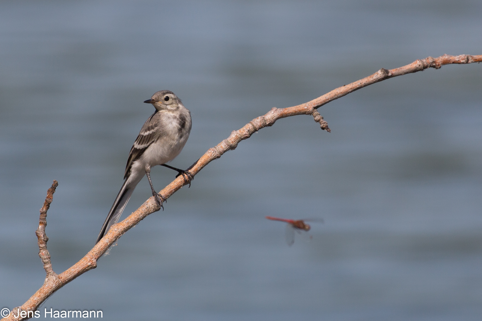 Bachstelze (Jungvogel)