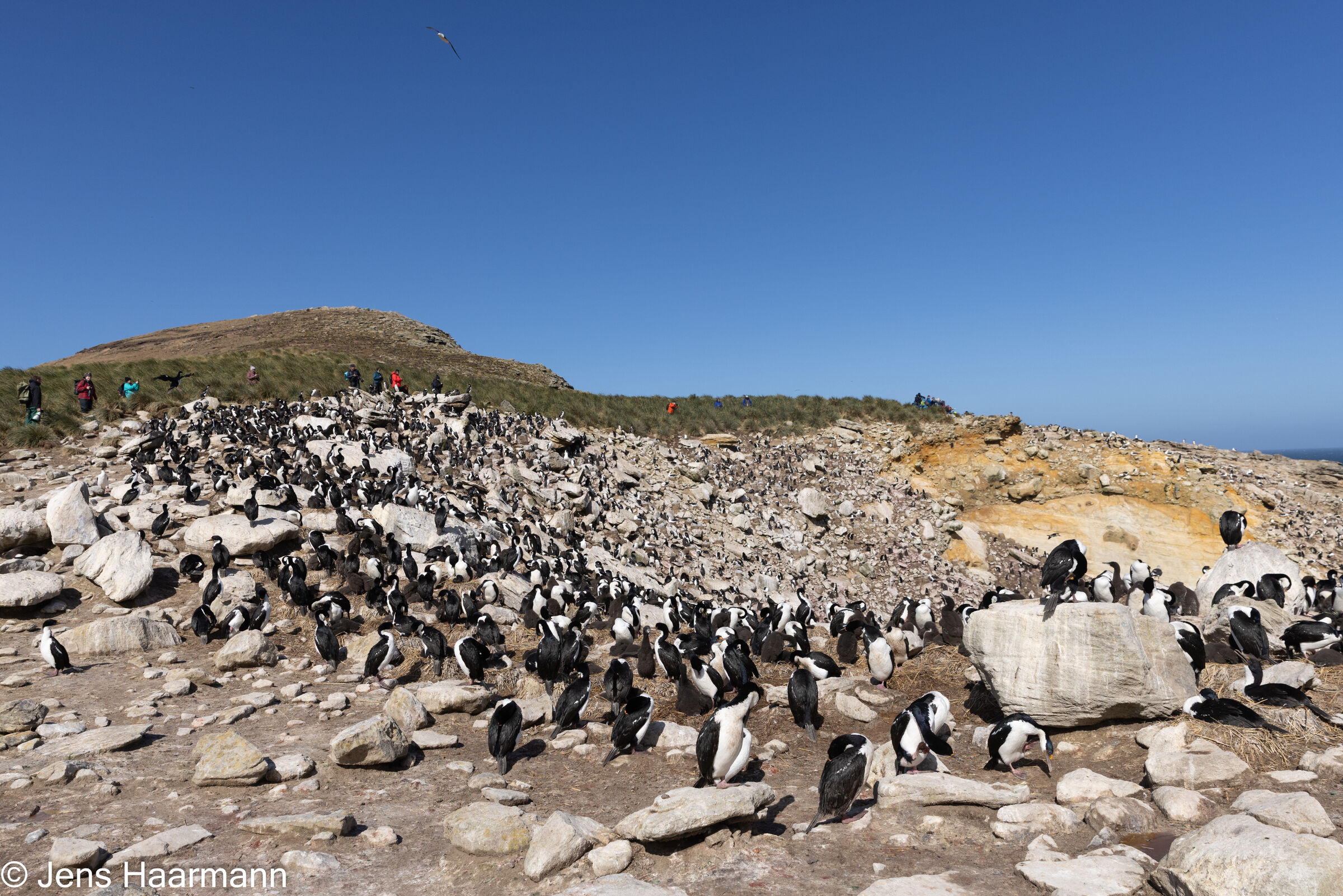 Kolonie von Blauaugenscharben