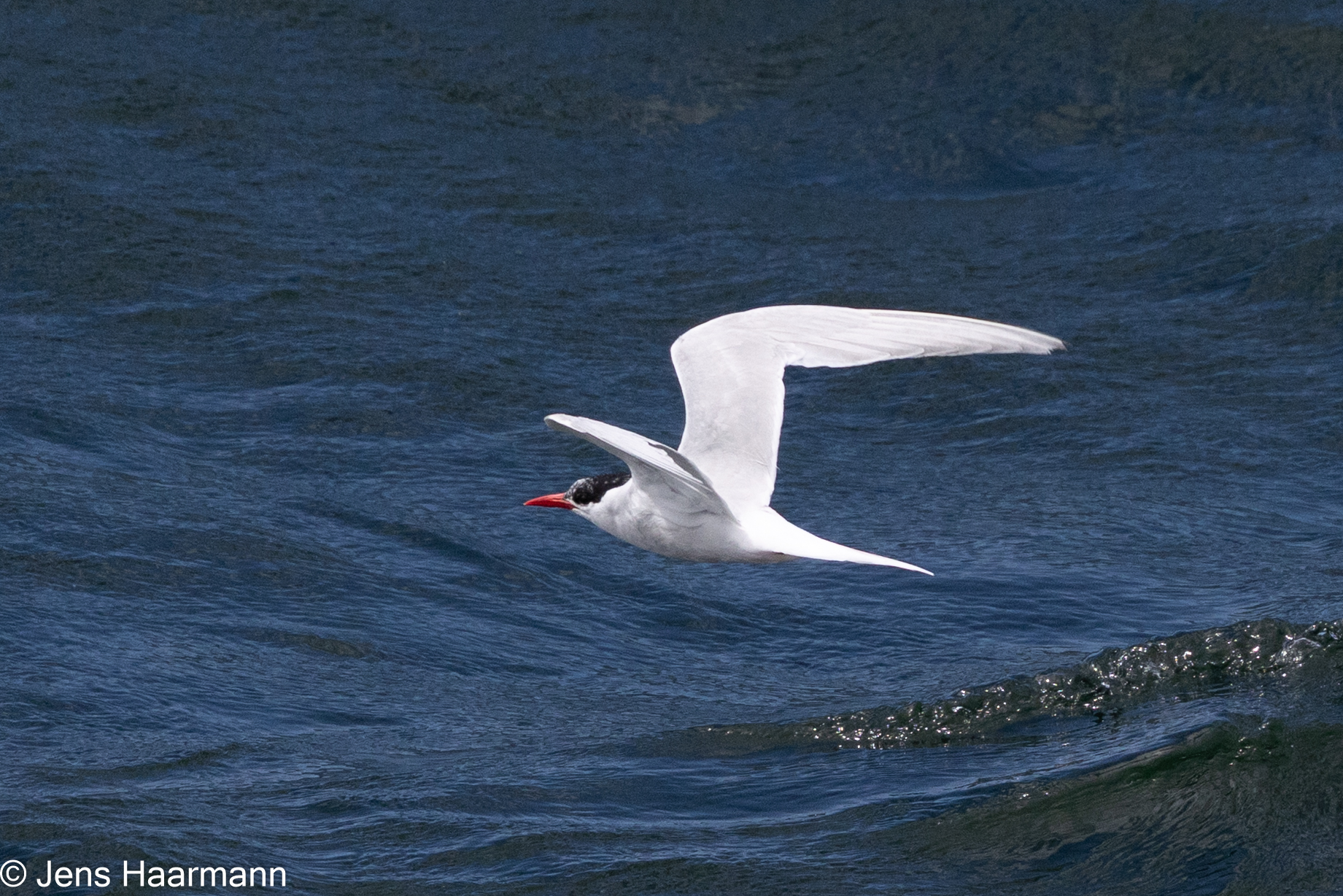 Falkland-Seeschwalbe