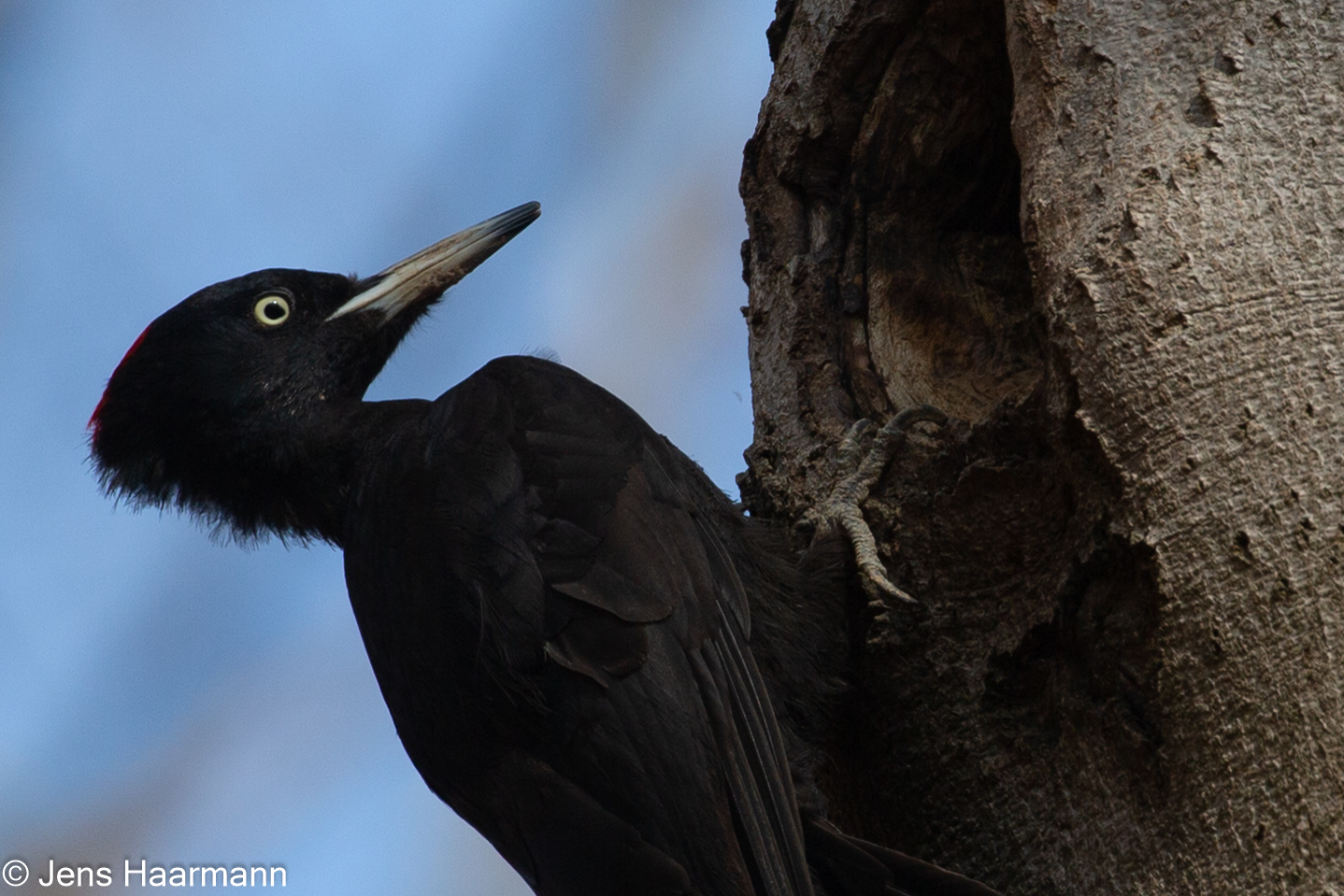 Schwarzspecht (Weibchen)