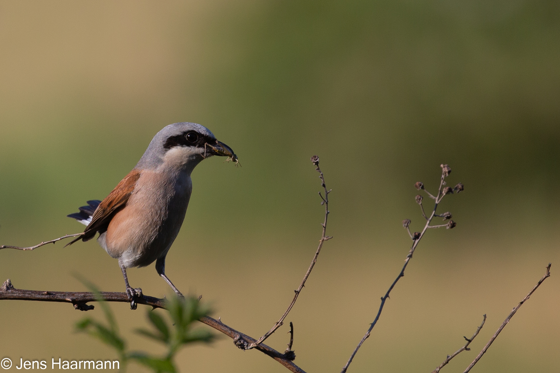 Neuntöter (Männchen)