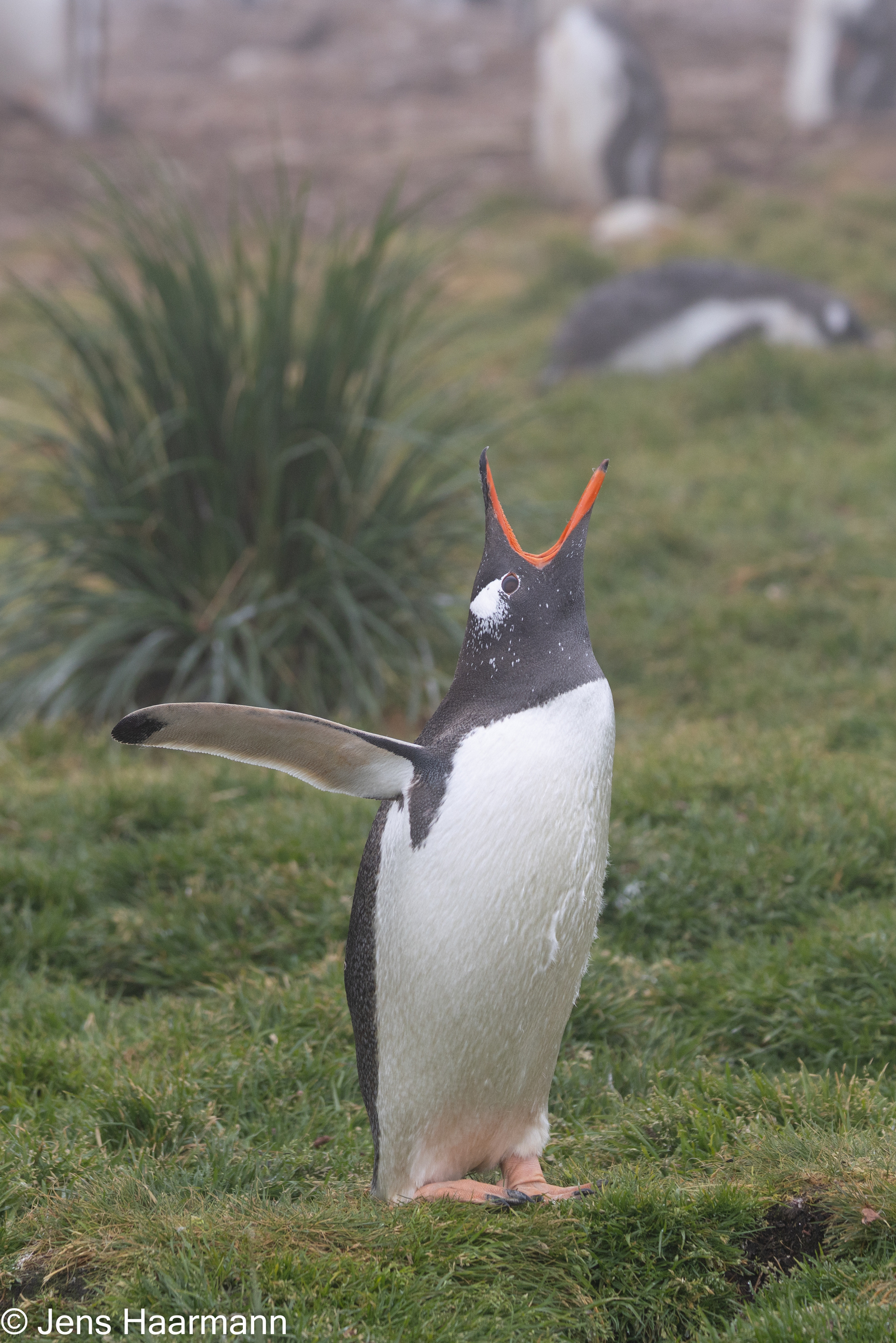 Eselspinguin