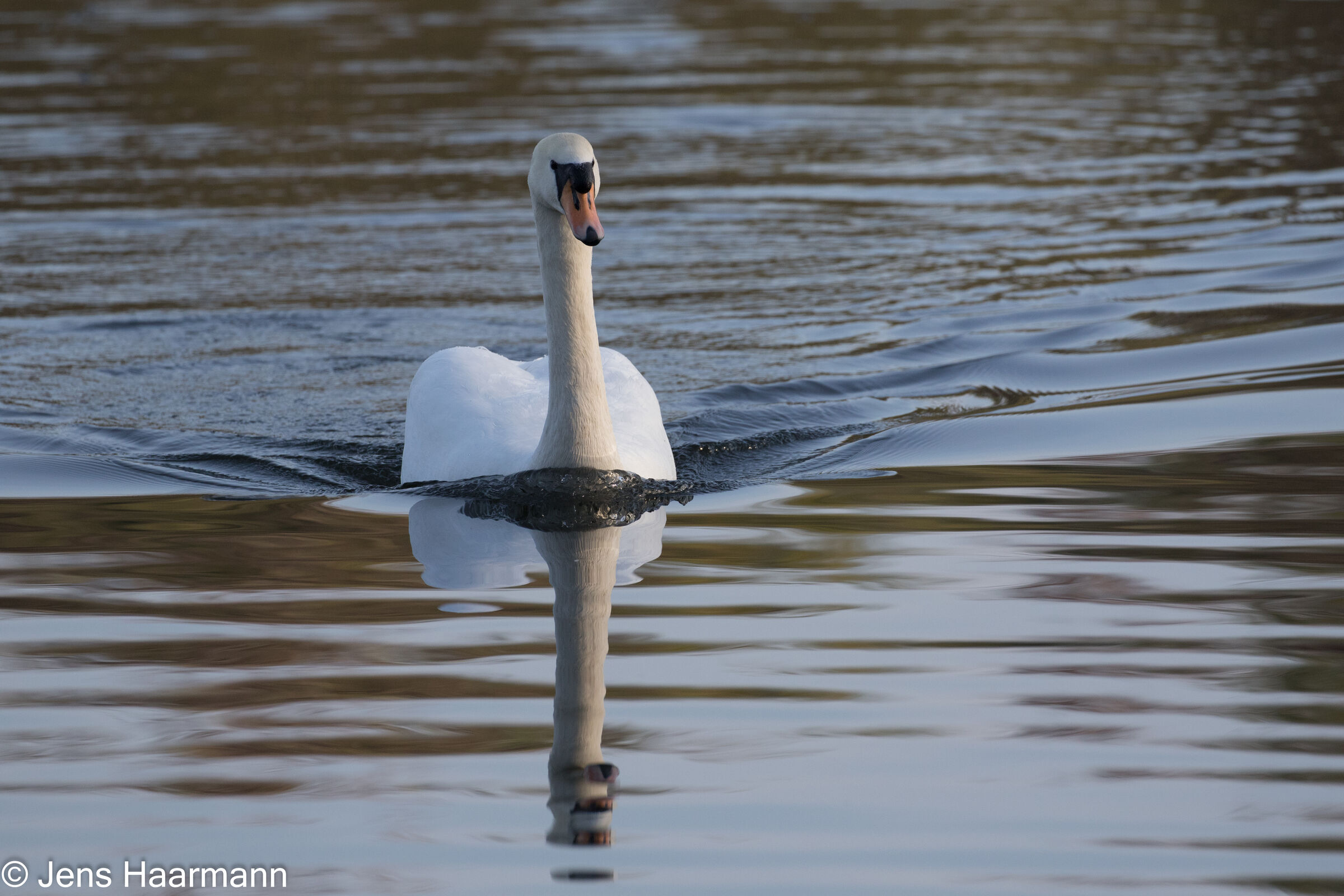 Höckerschwan
