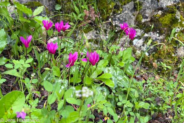 Alpenveilchen