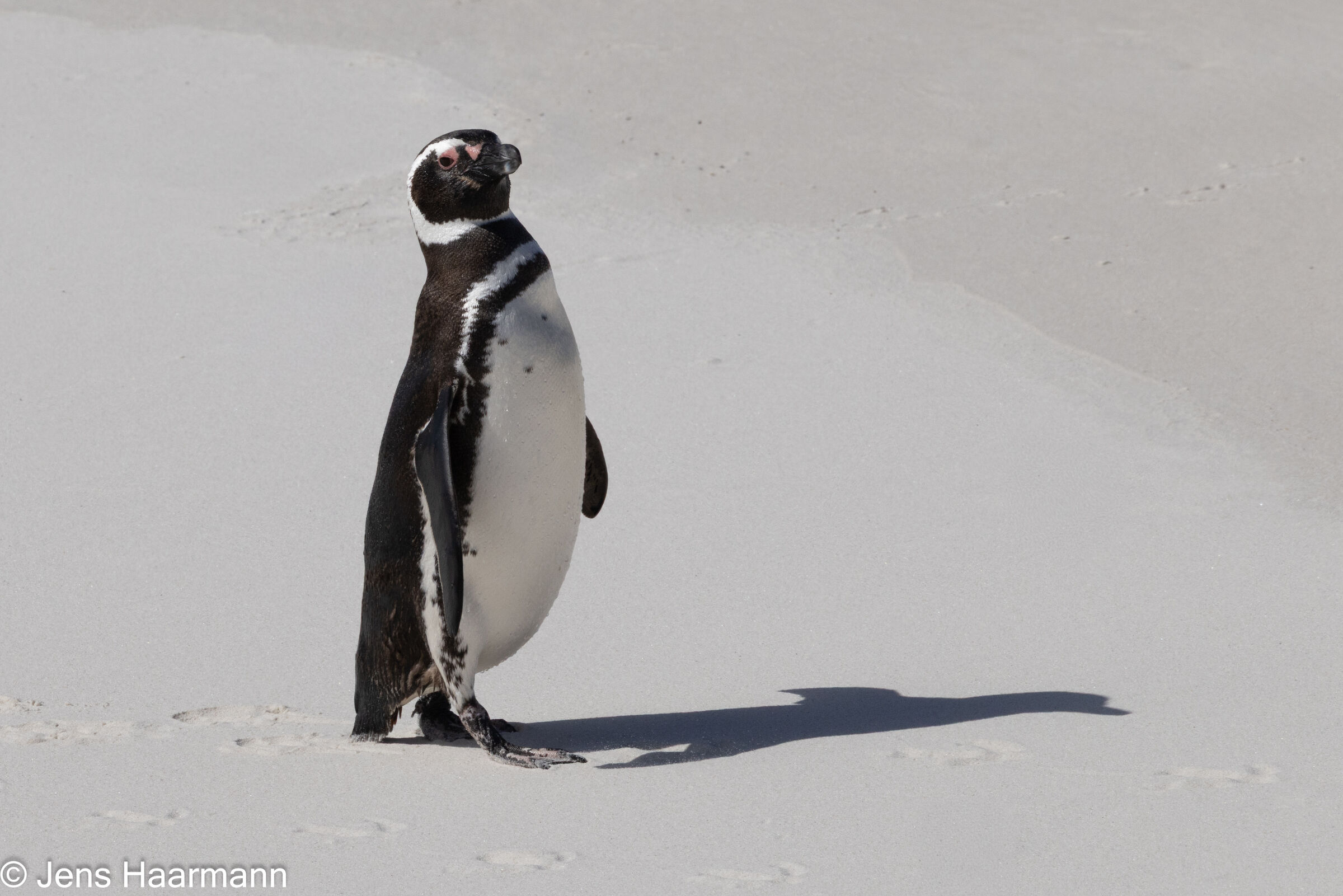 Magellanpinguin