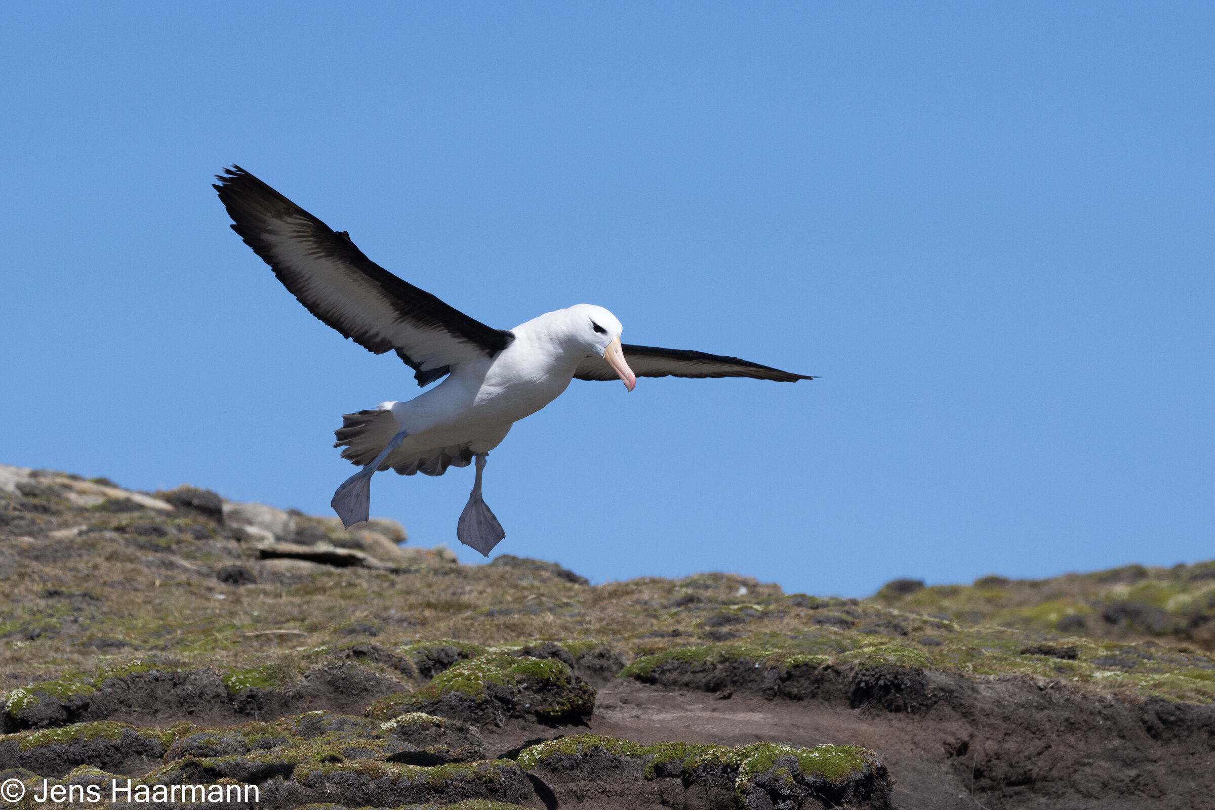 Schwarzbrauenalbatros beim Landeanflug