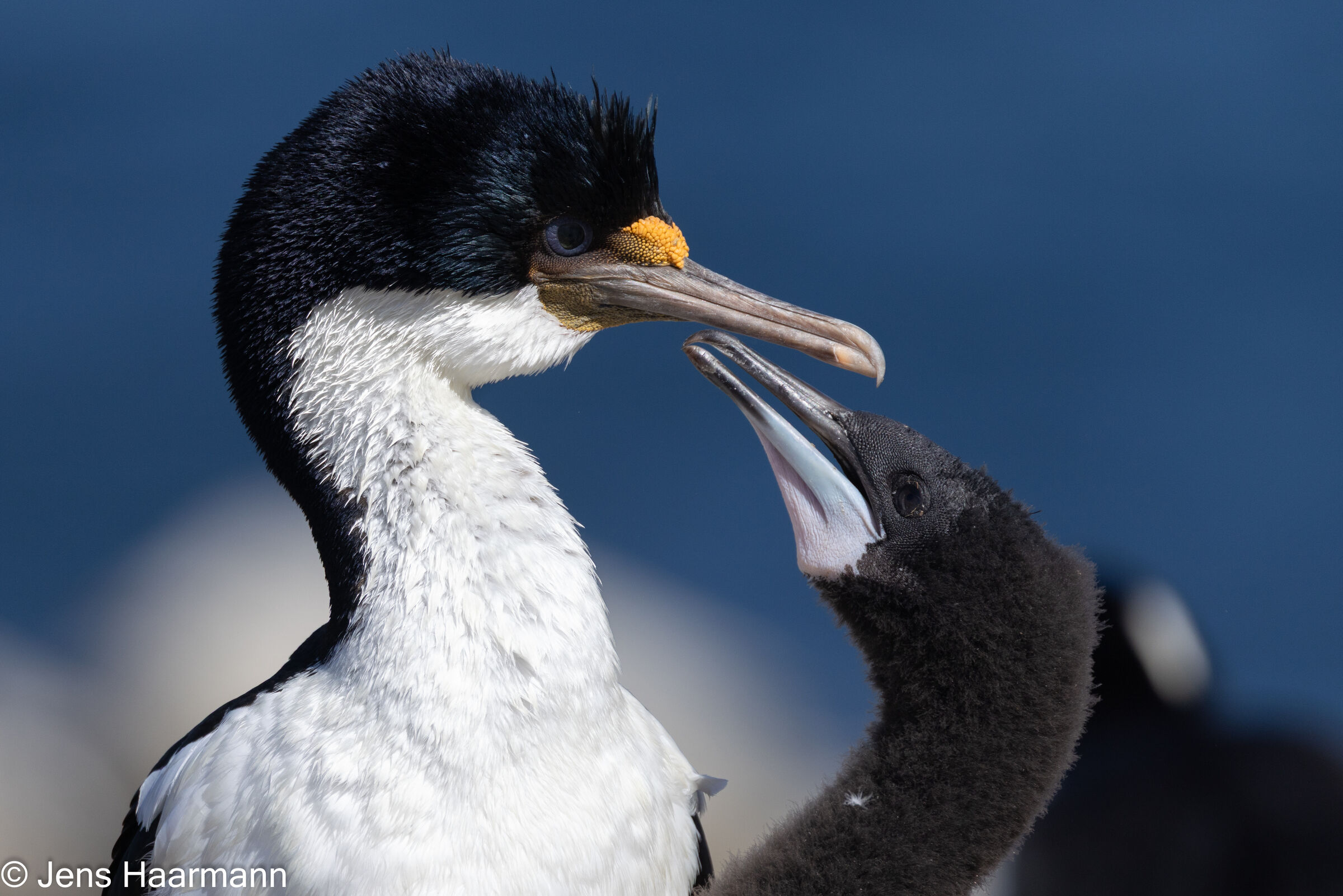 Blauaugenscharbe mit Küken
