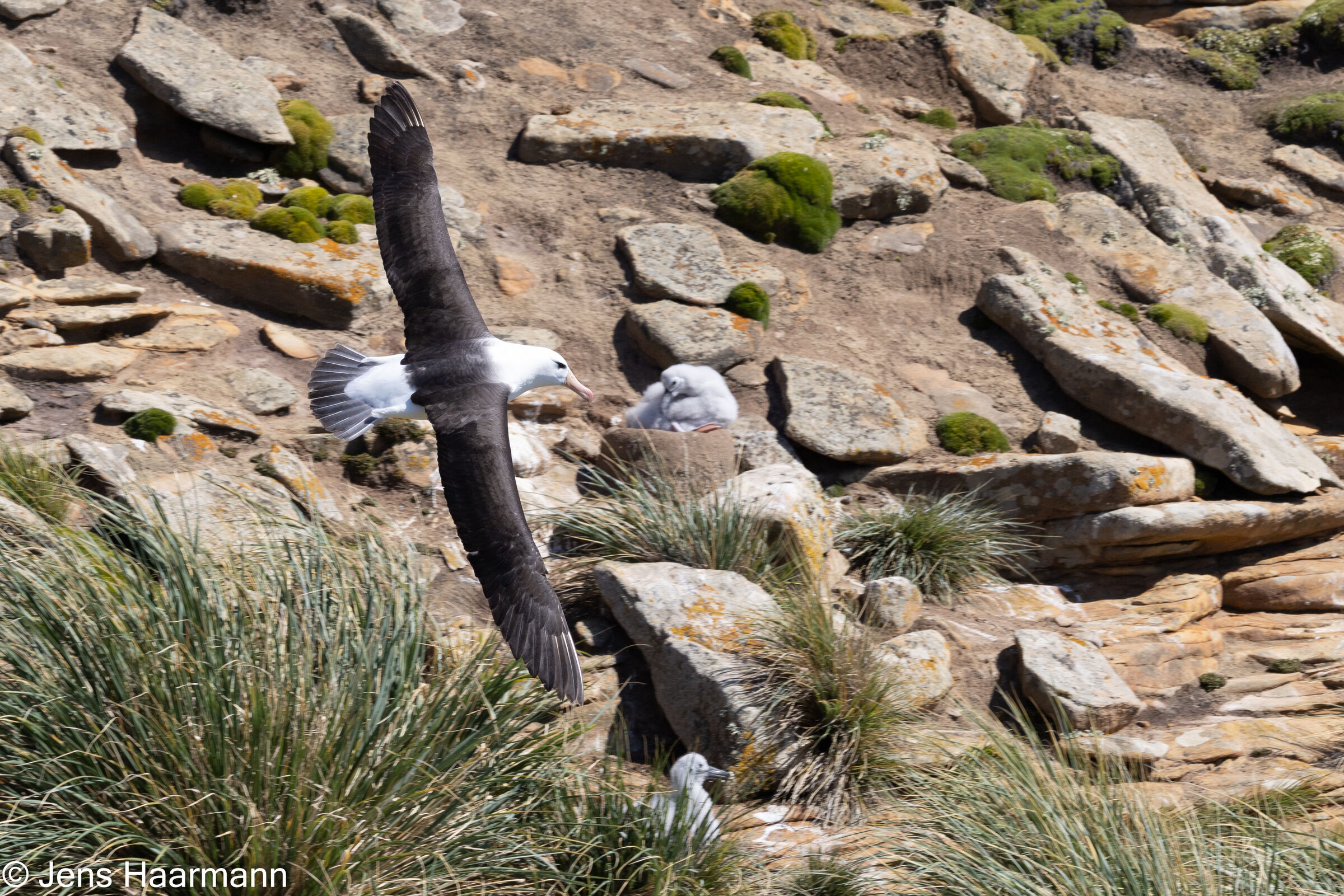 Schwarzbrauenalbatrosse