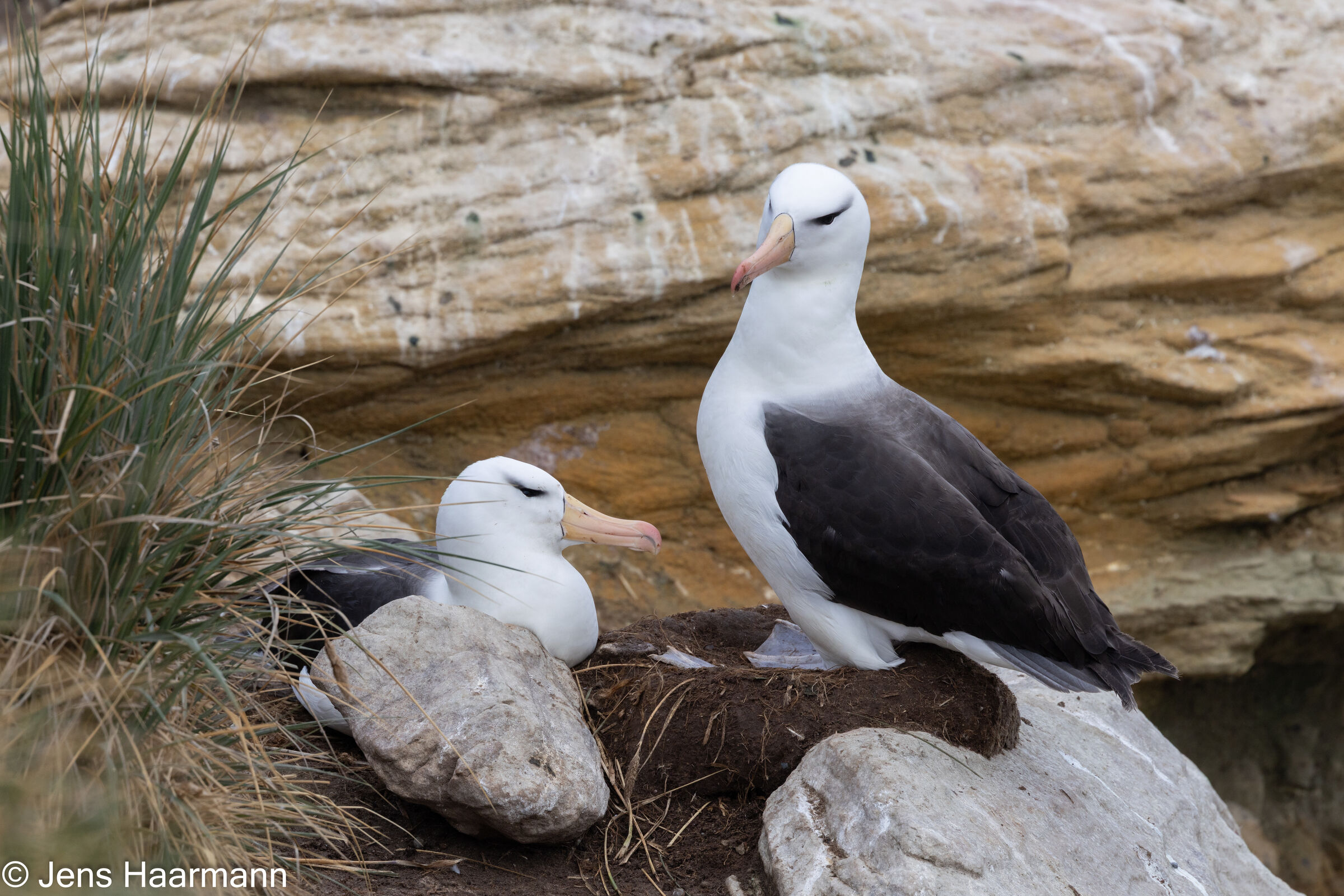 Schwarzbrauenalbatrosse