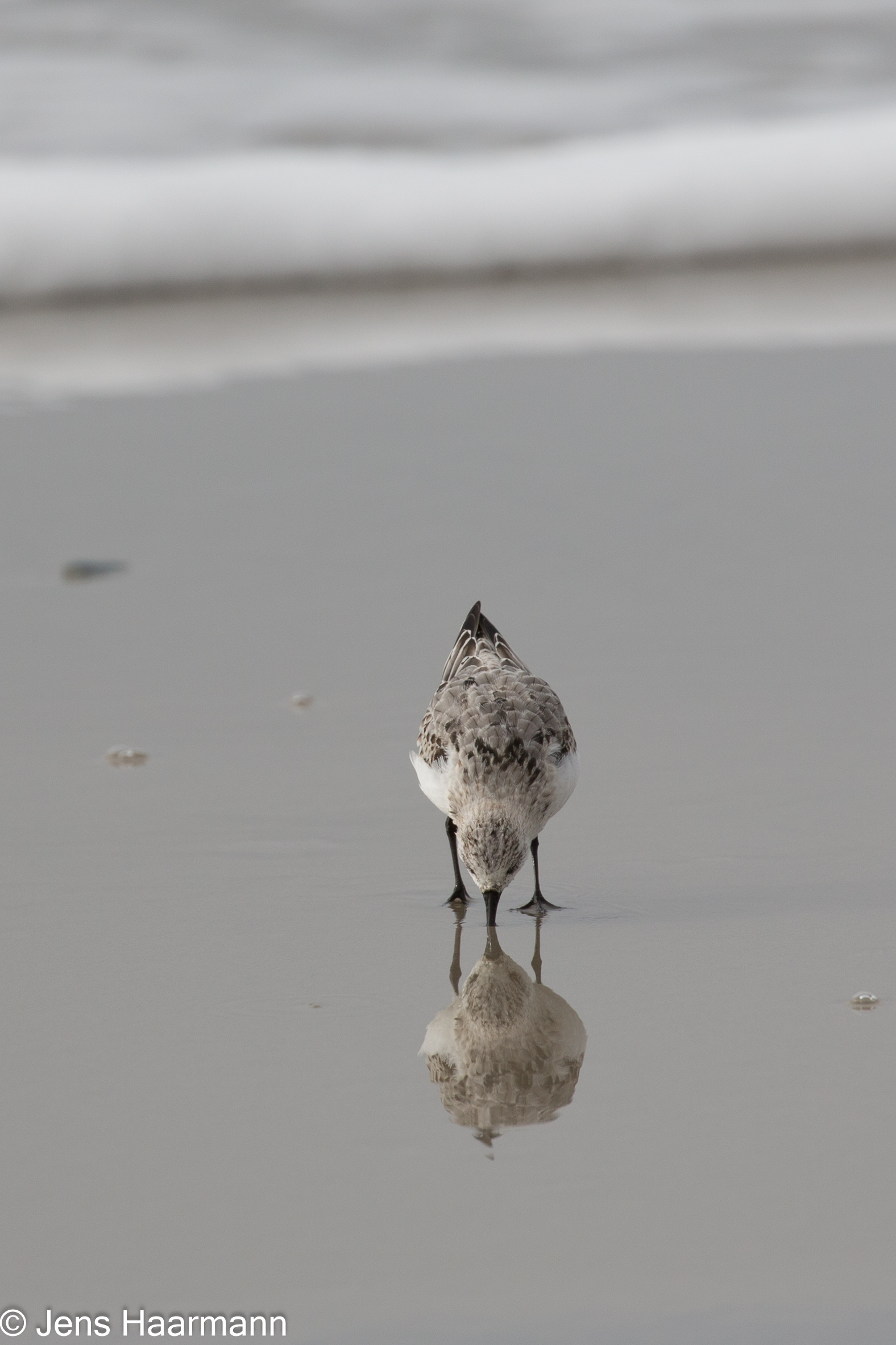 Sanderling