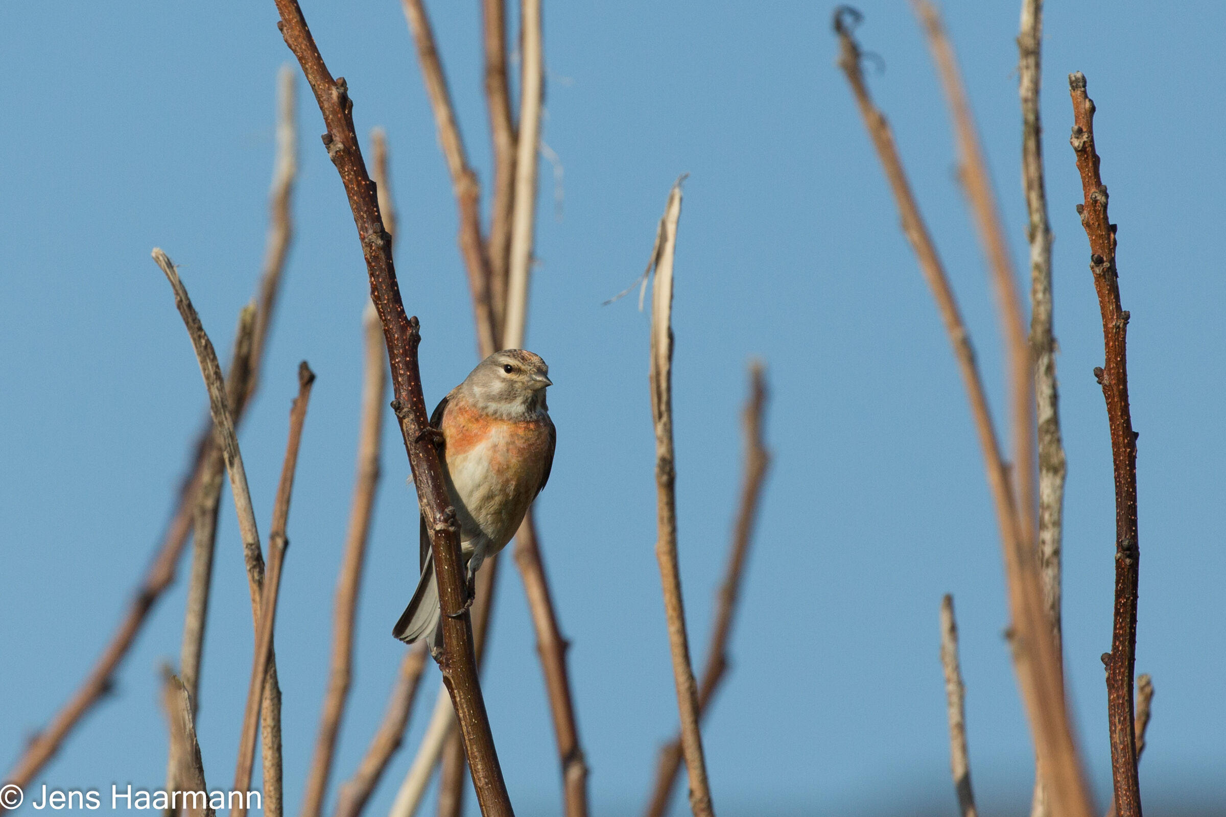 Bluthänfling (Männchen)
