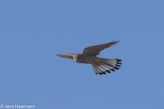 Turmfalke