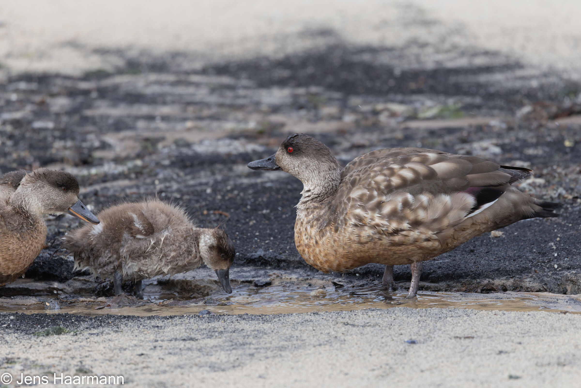Schopfente mit Küken