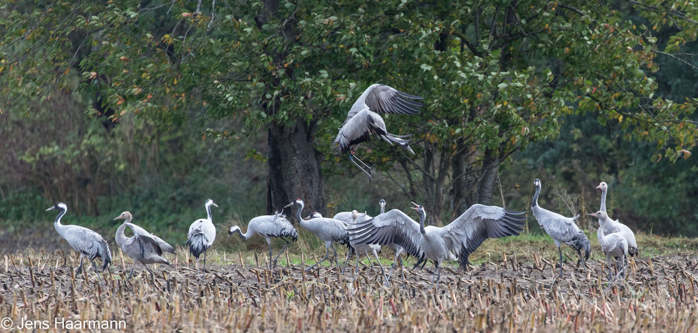 Kraniche