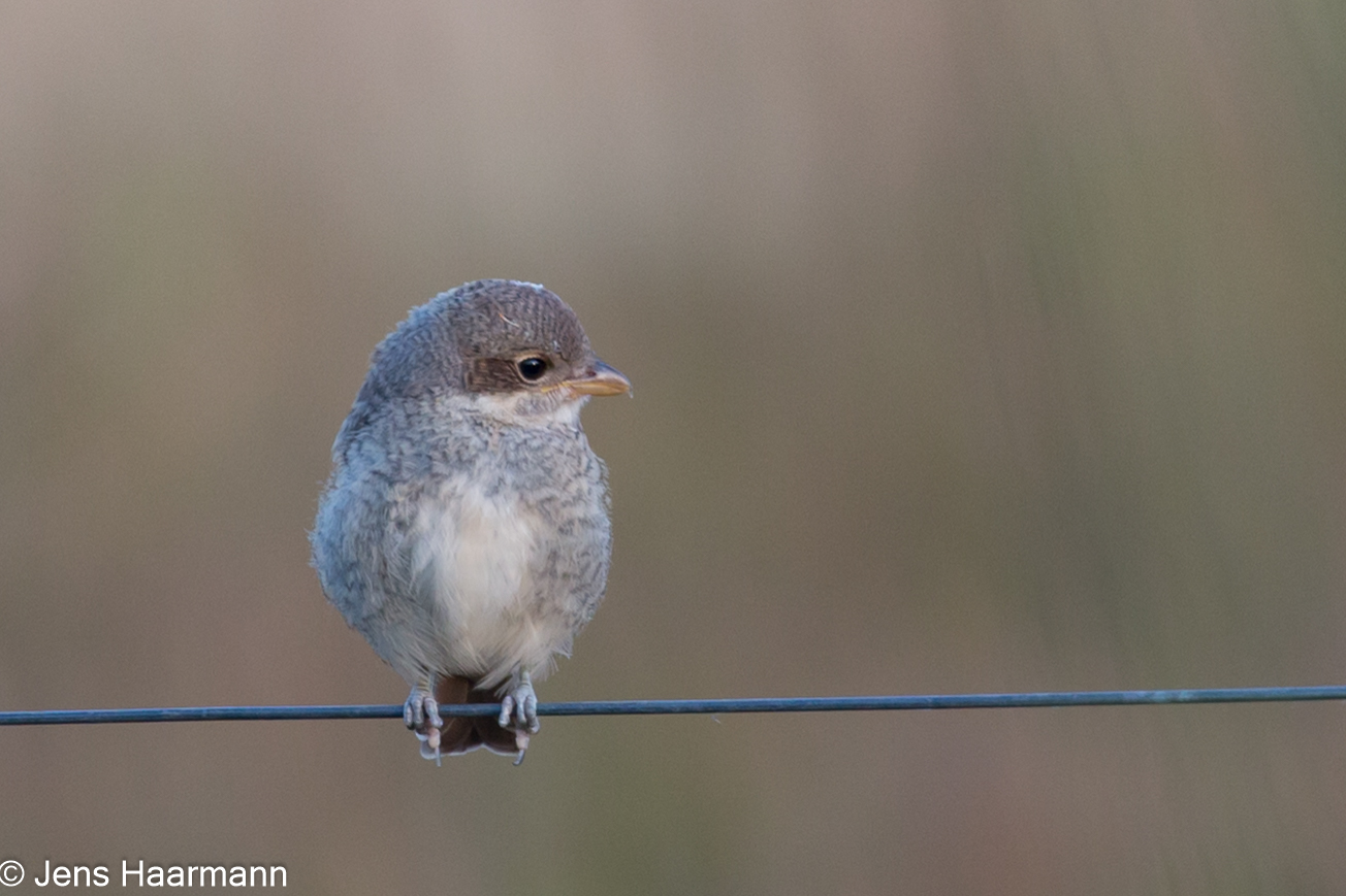 Neuntöter (Jungvogel)