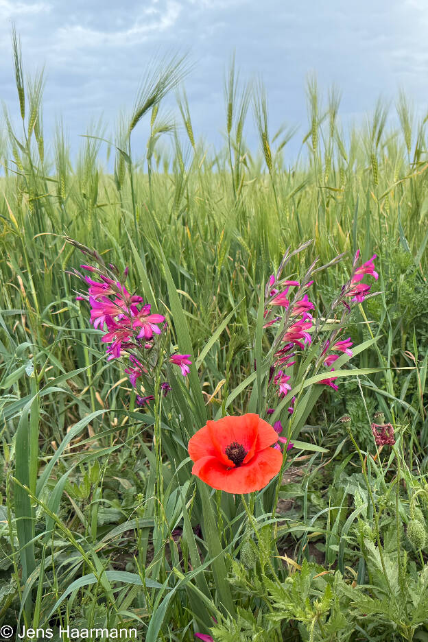 Klatschmohn und italienische Gladiole