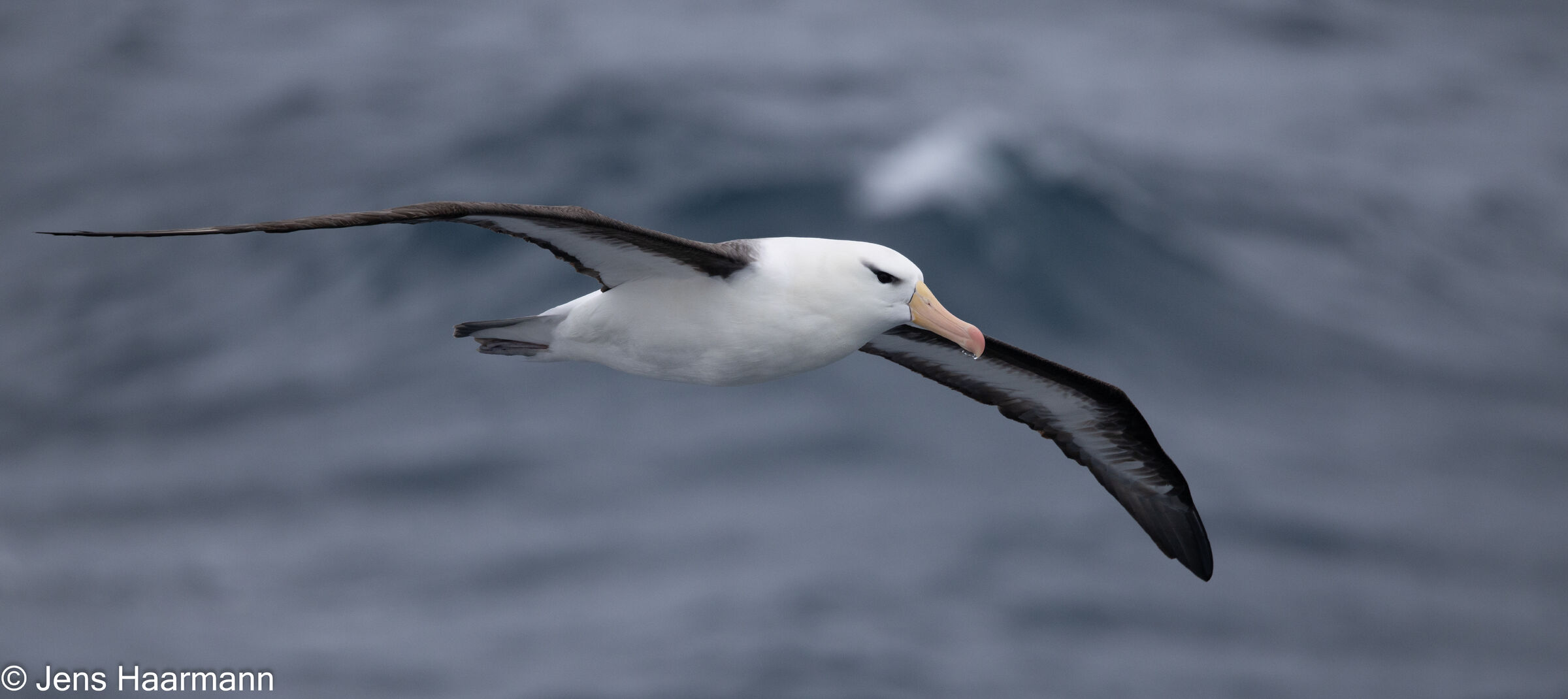 Schwarzbrauenalbatros