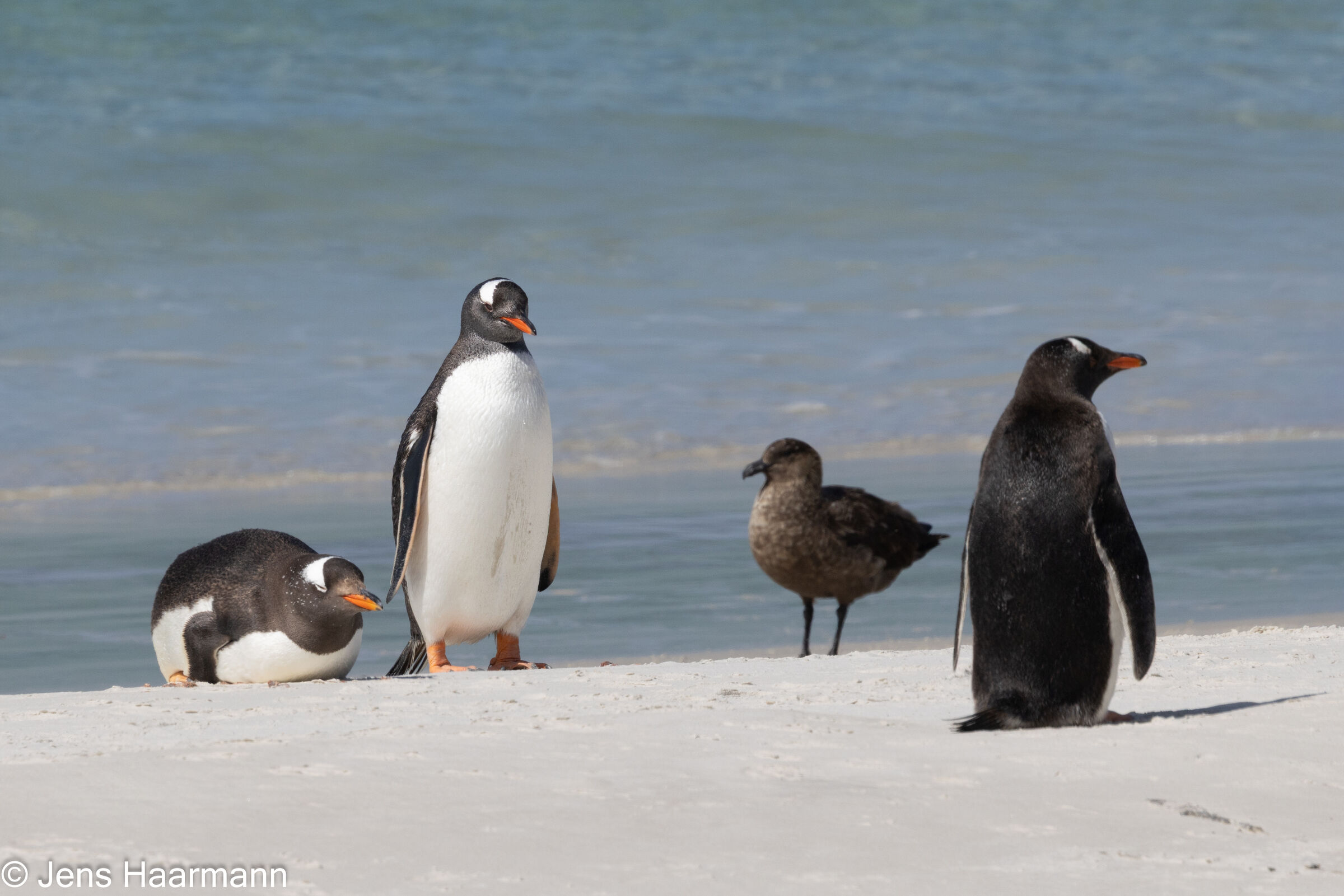 Eselspinguine und Skua