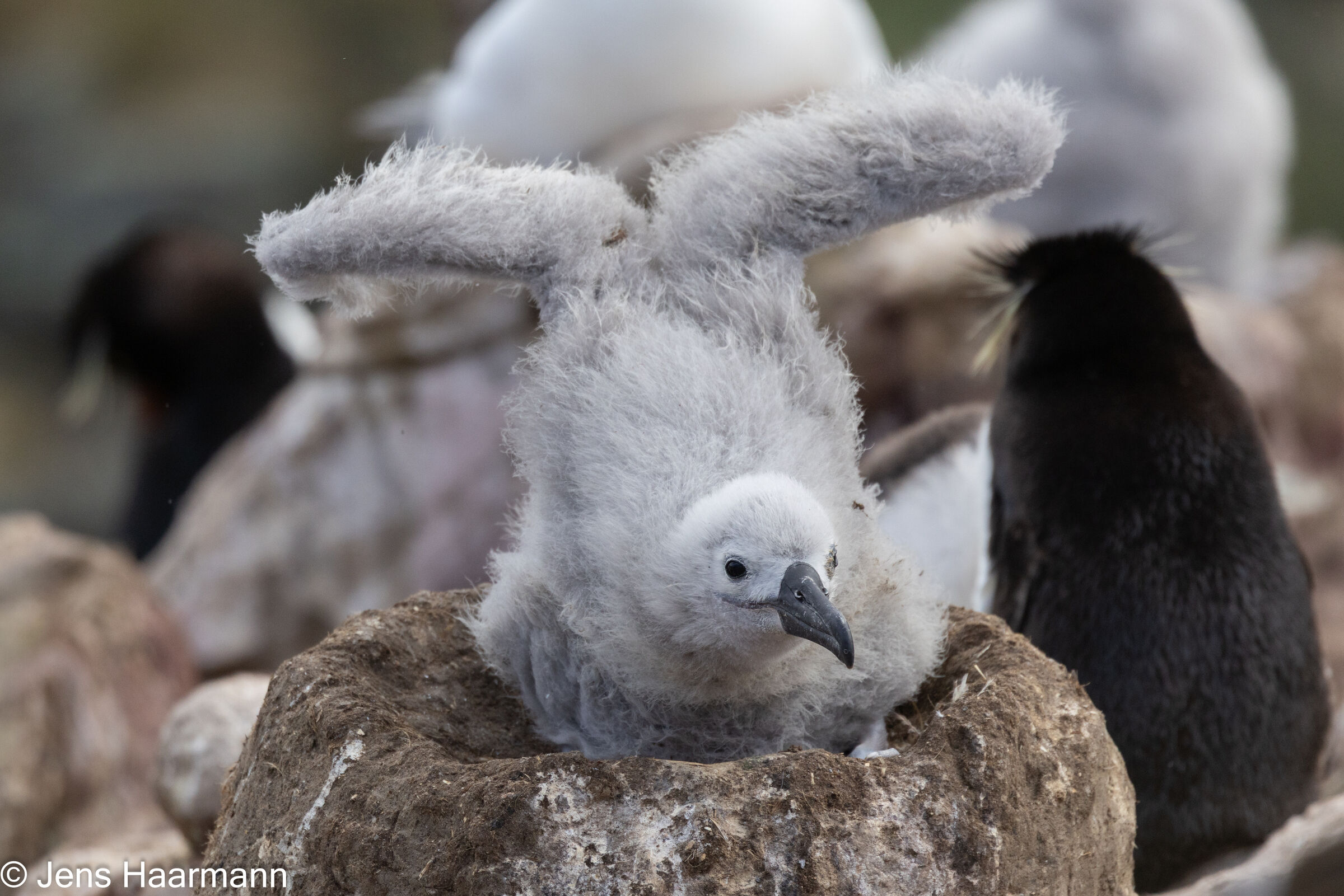Schwarzbrauenalbatros-Küken