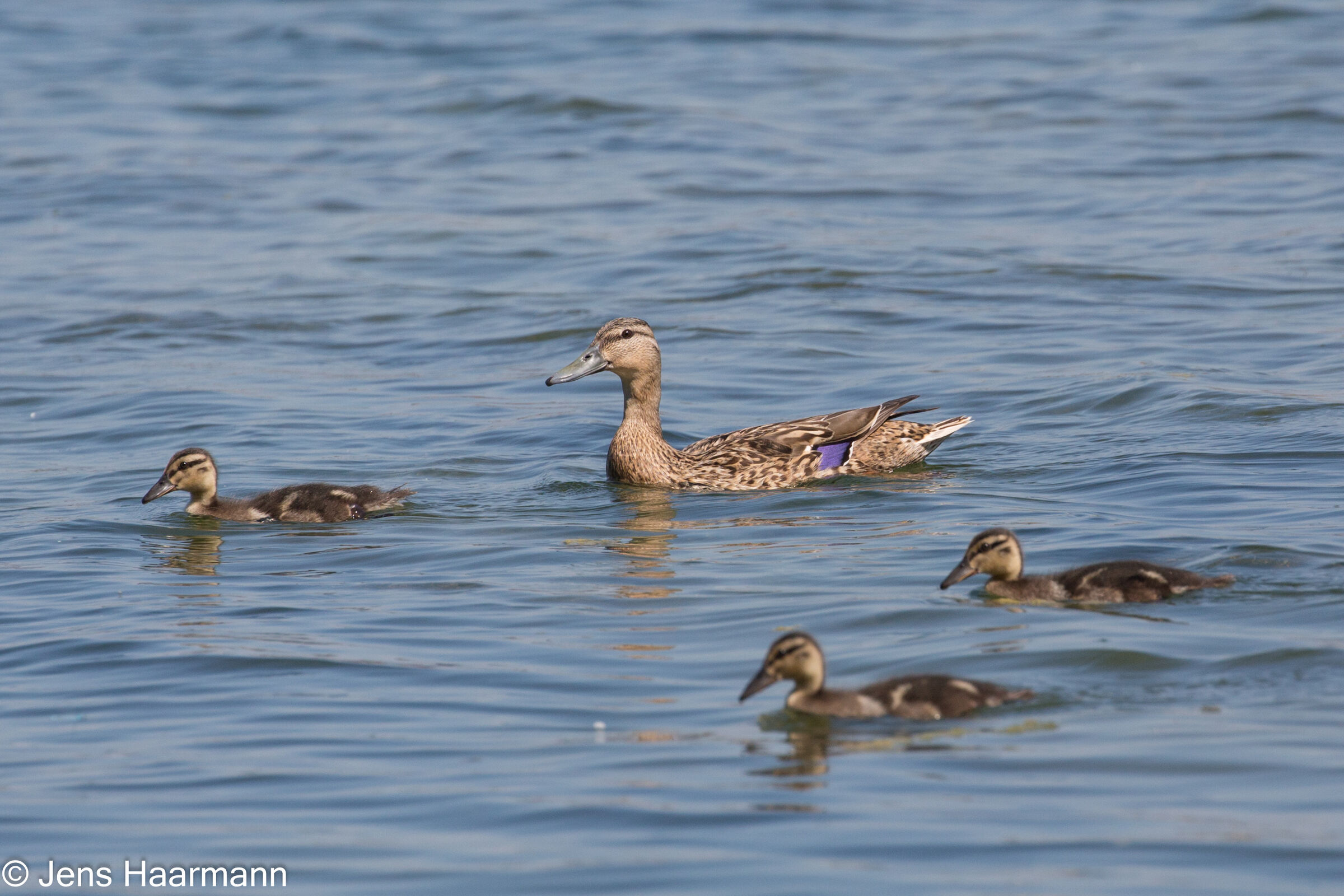 Stockente mit Küken