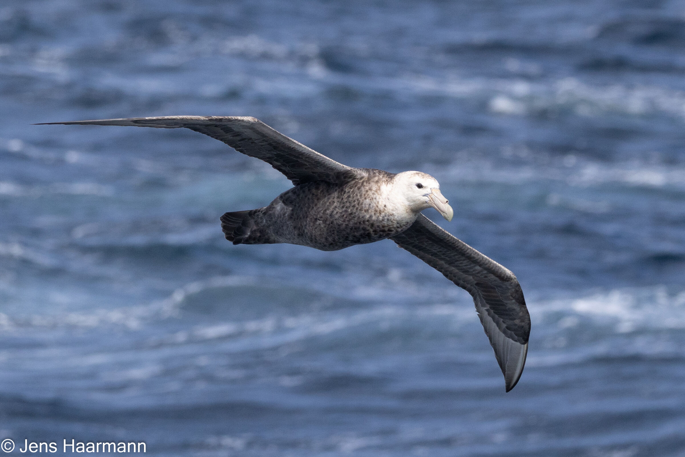 Südlicher Riesensturmvogel
