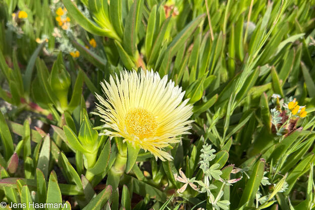 Mittagsblume
