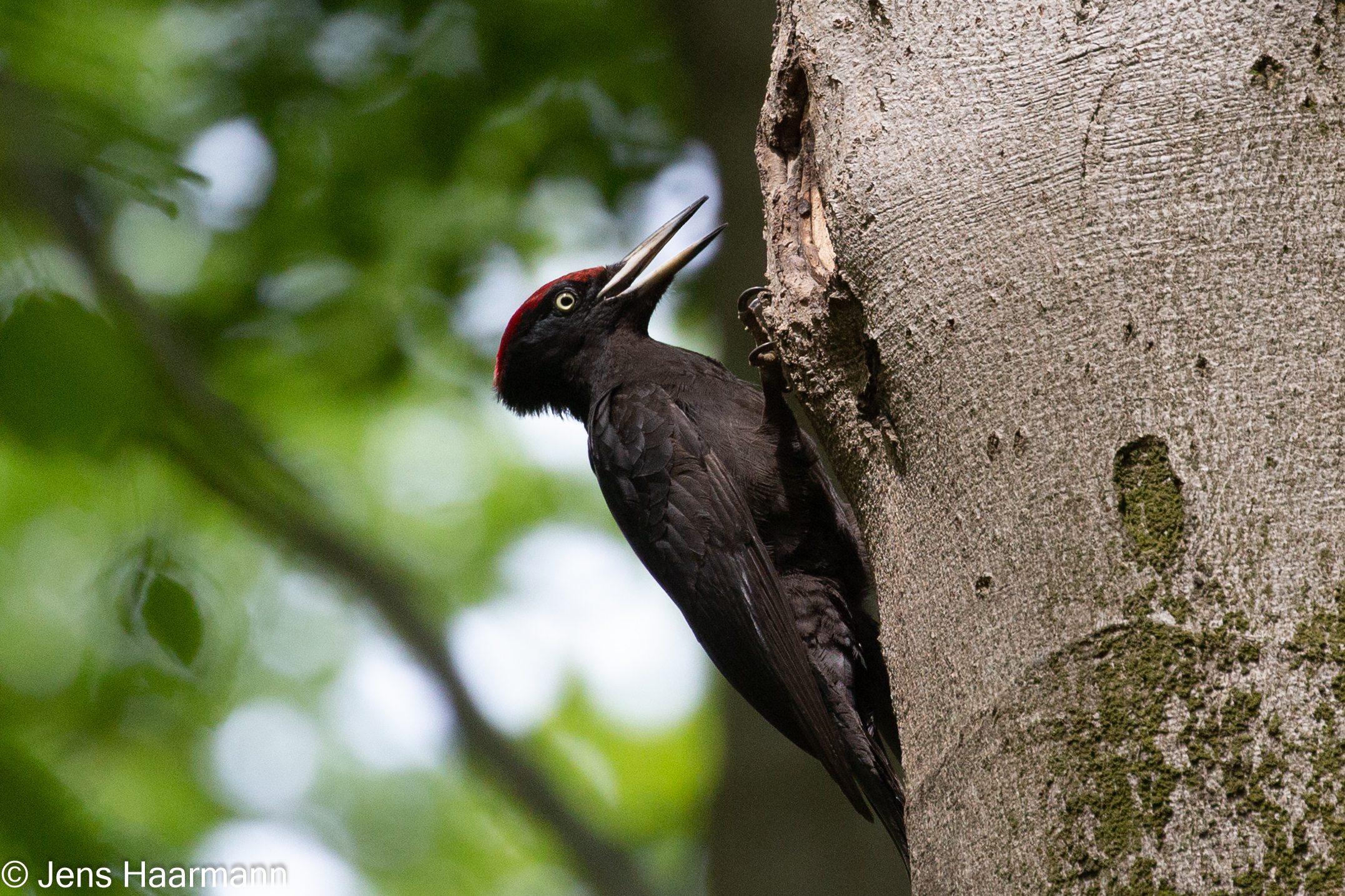 Schwarzspecht (Männchen)