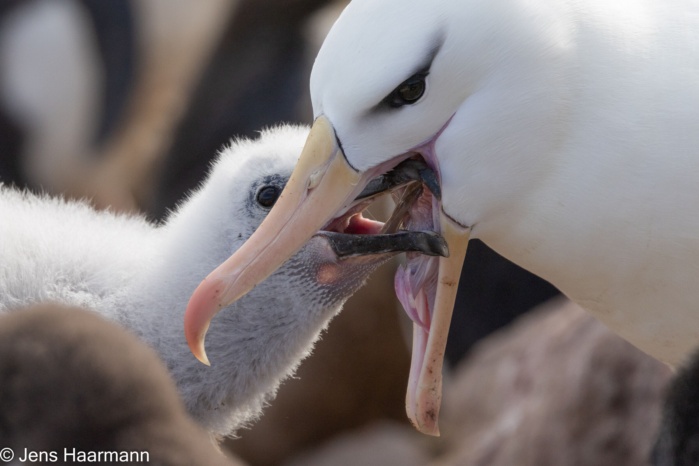 Fütterung eines Schwarzbrauenalbatros-Kükens