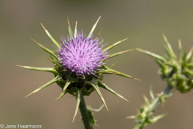 Distel